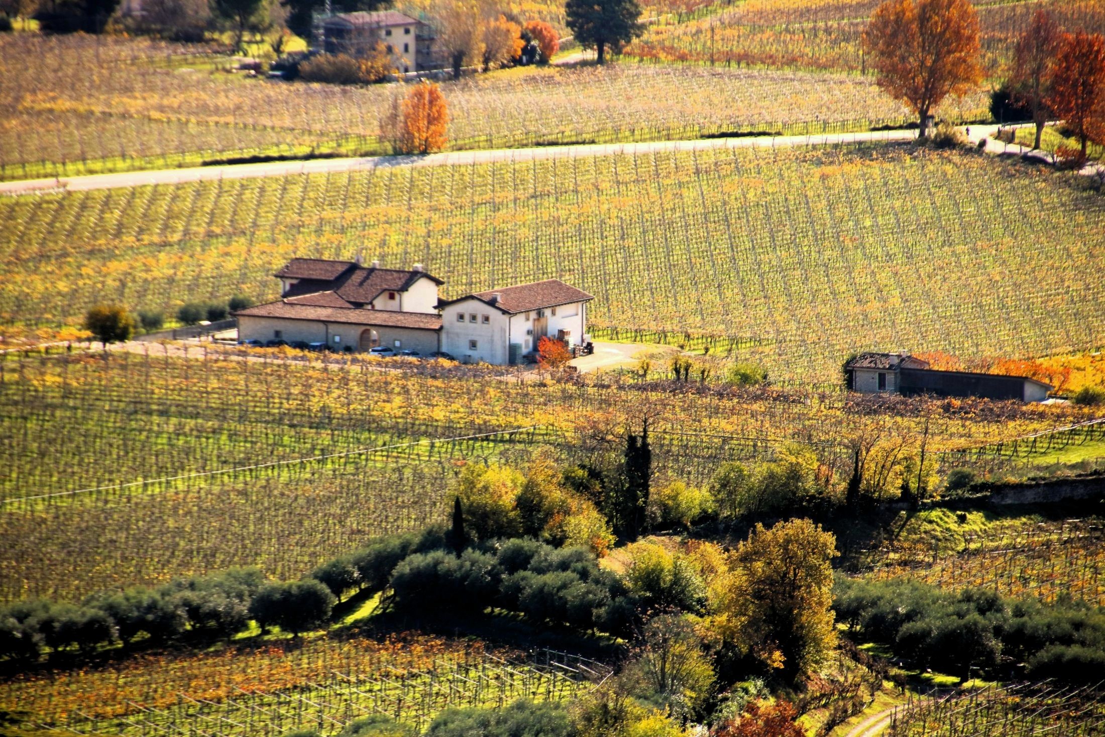 In Valpolicella