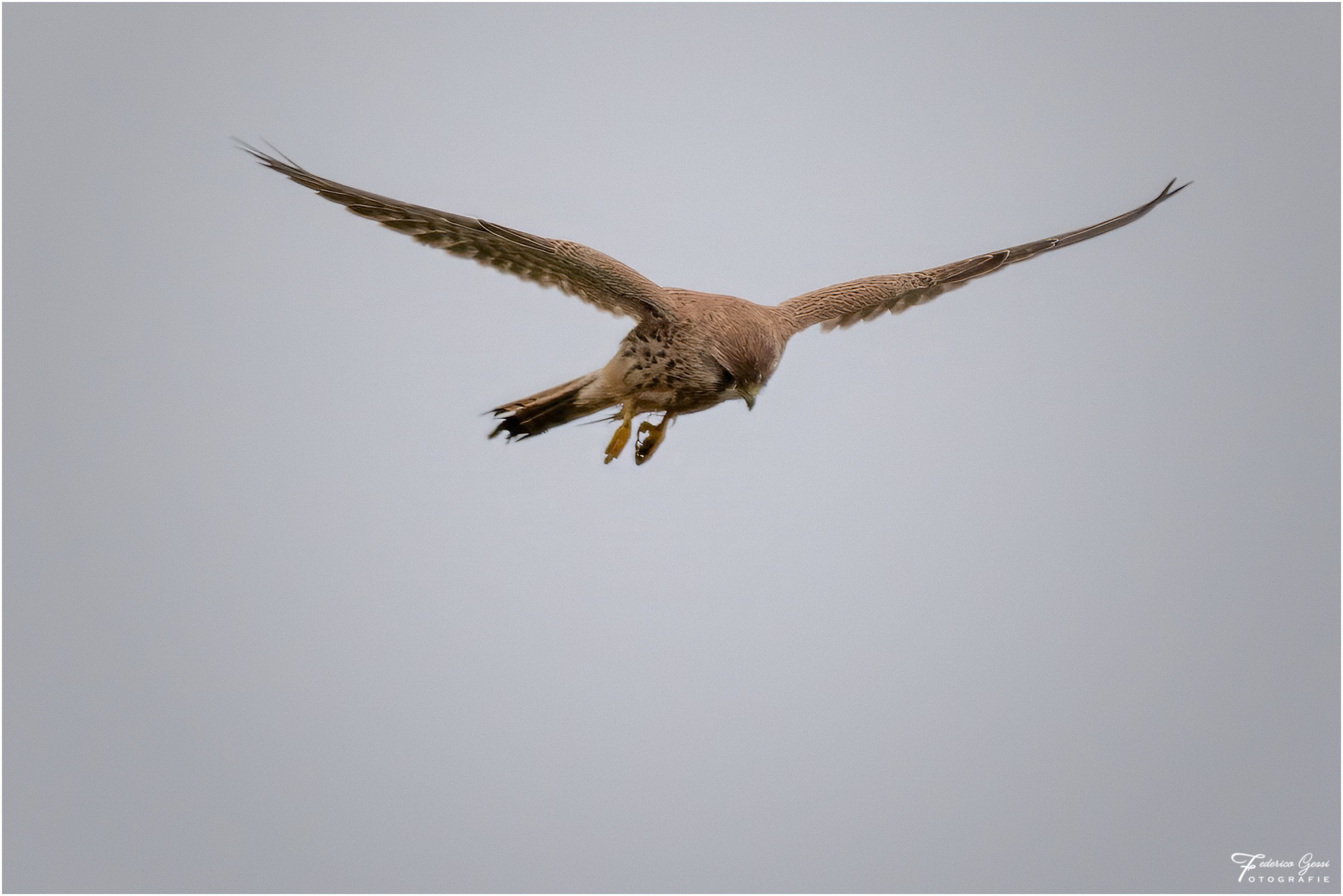 Kestrel in "Holy Spirit"