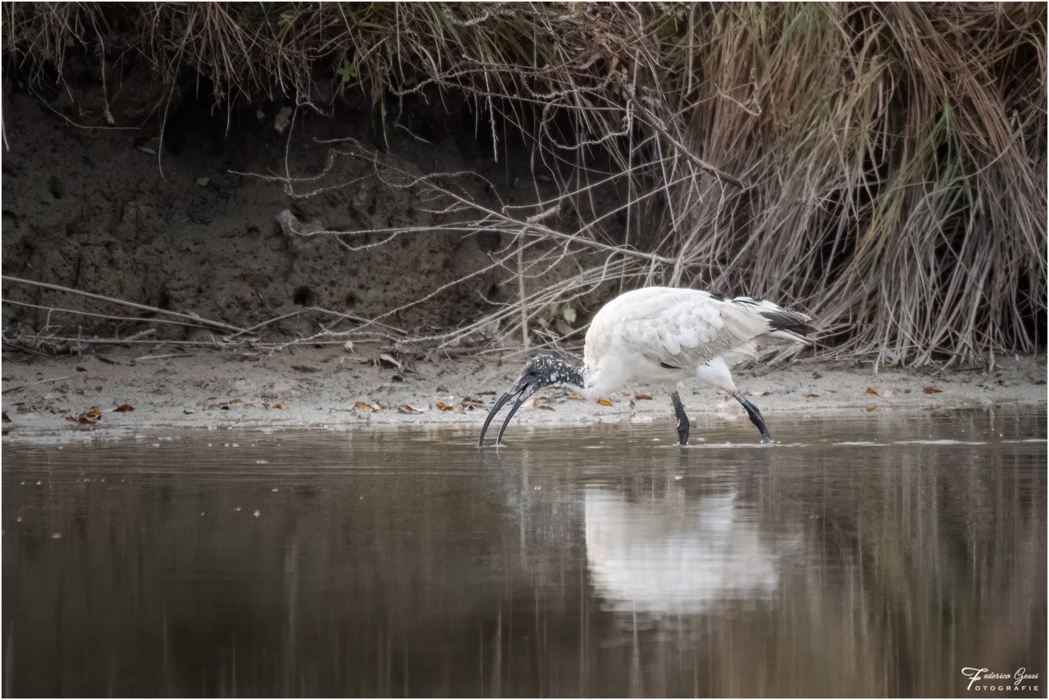 Sacred Ibis
