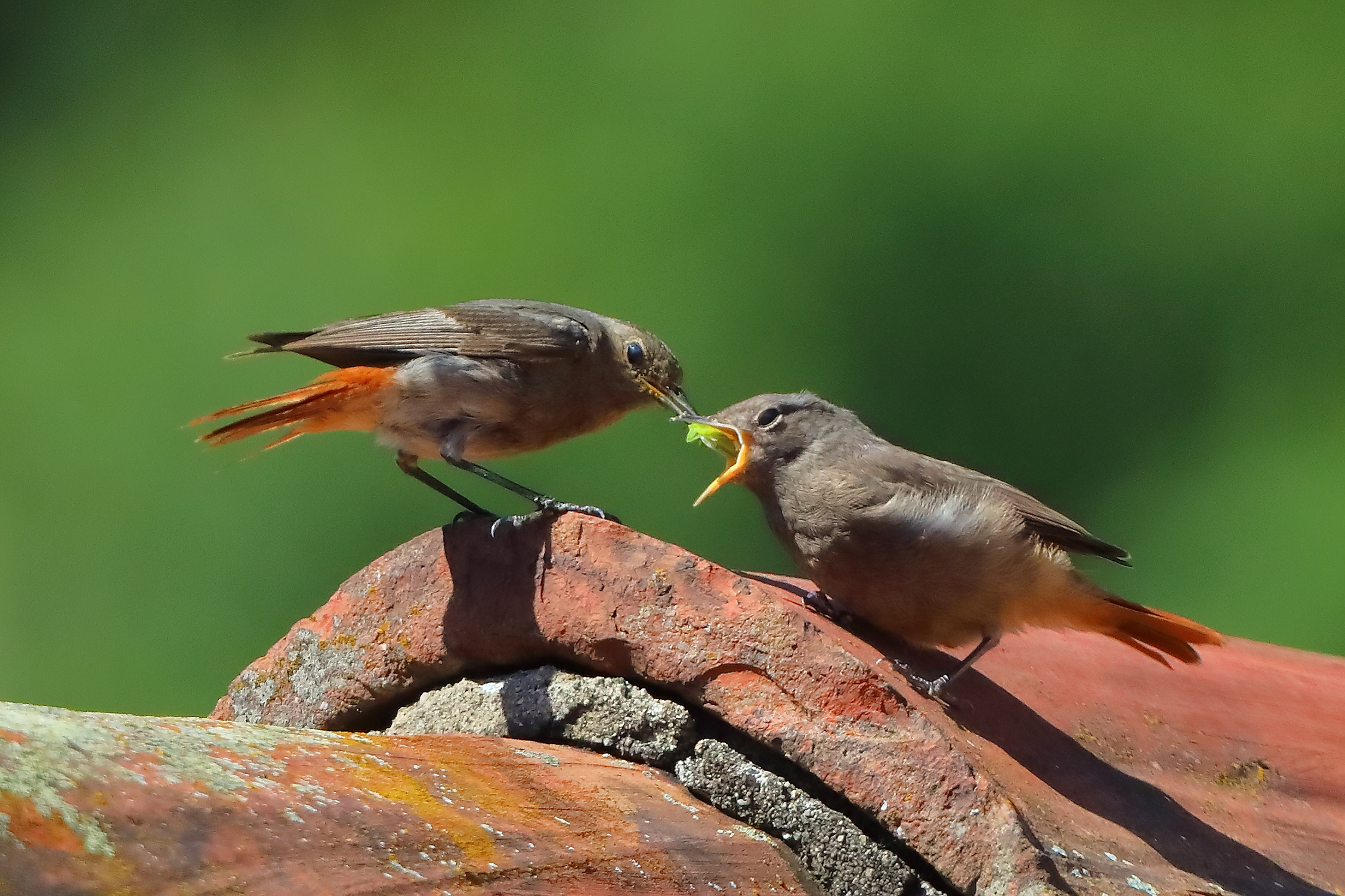 Codirossi S 09 luglio 2025 - 0049