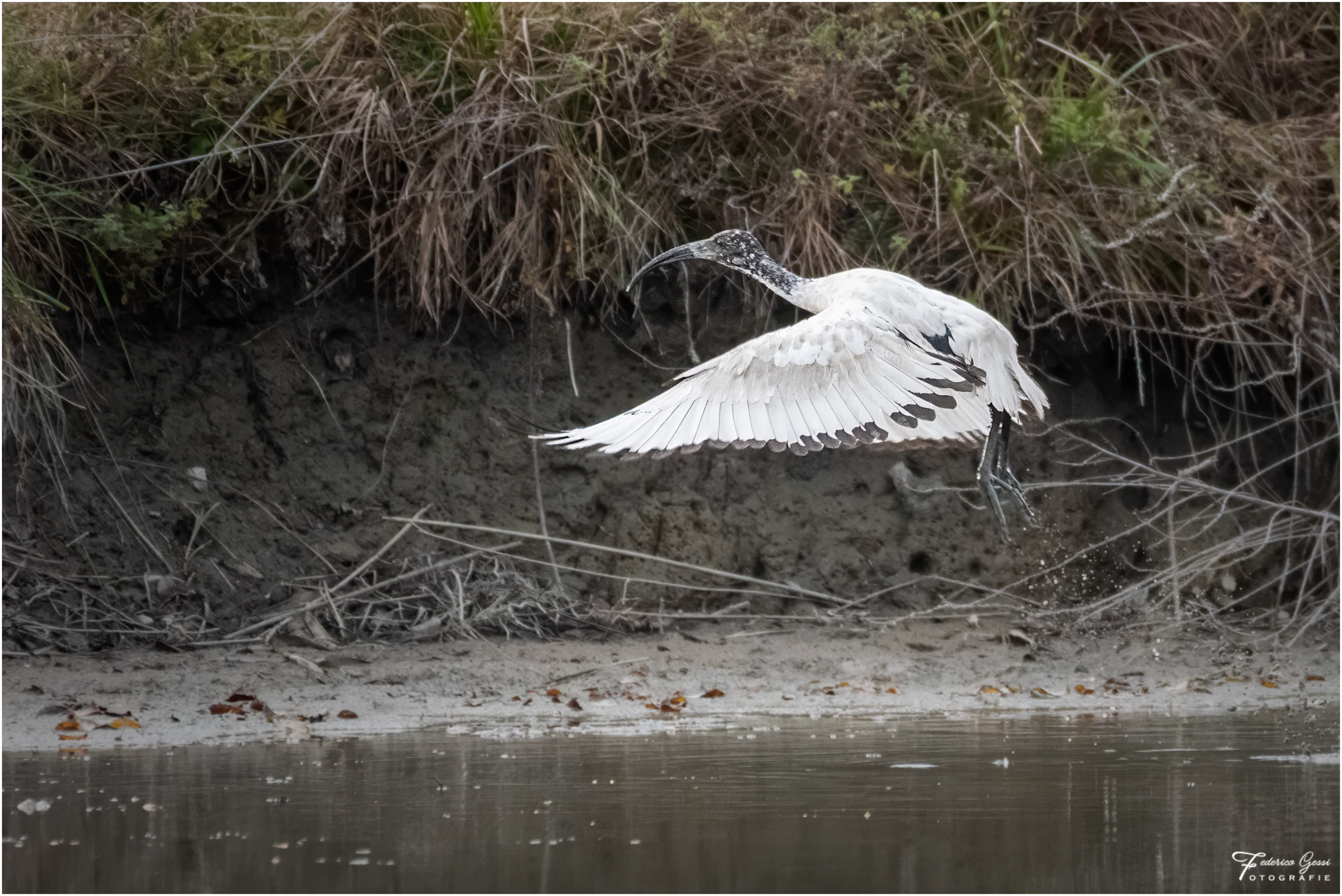 Sacred Ibis taking off 1