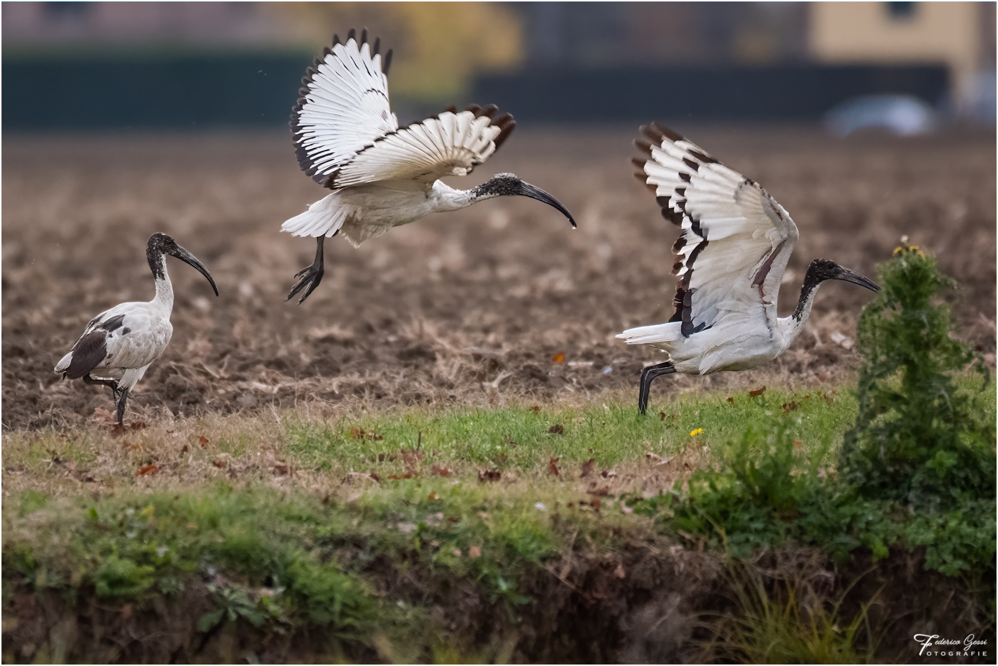 Sacred Ibis taking off 2