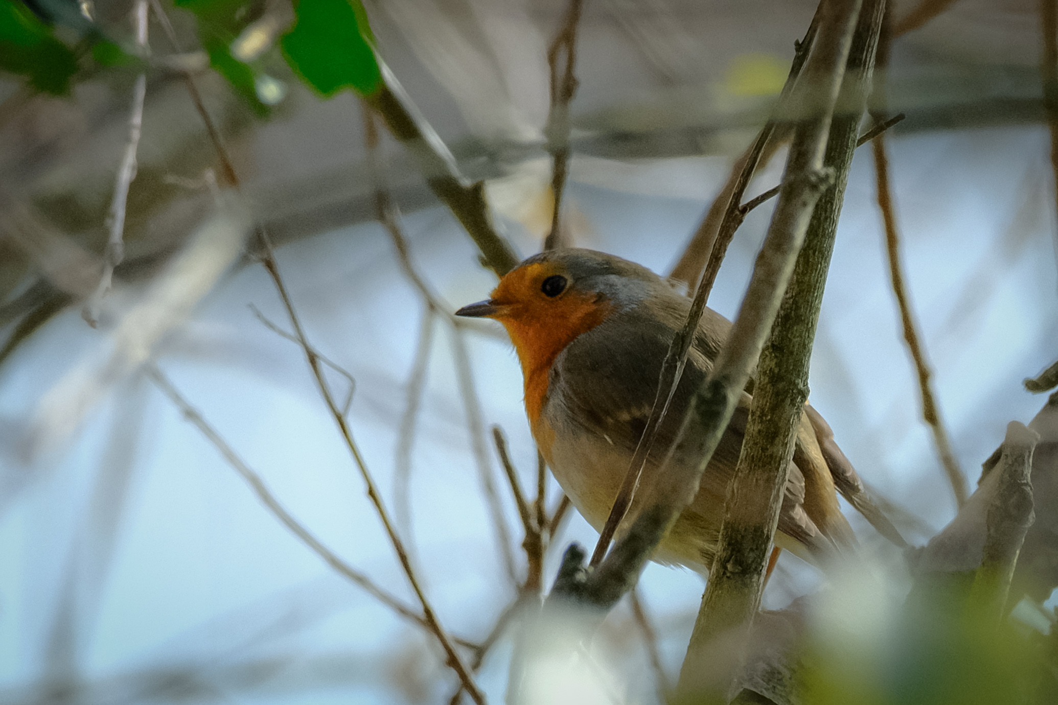Hidden in the branches