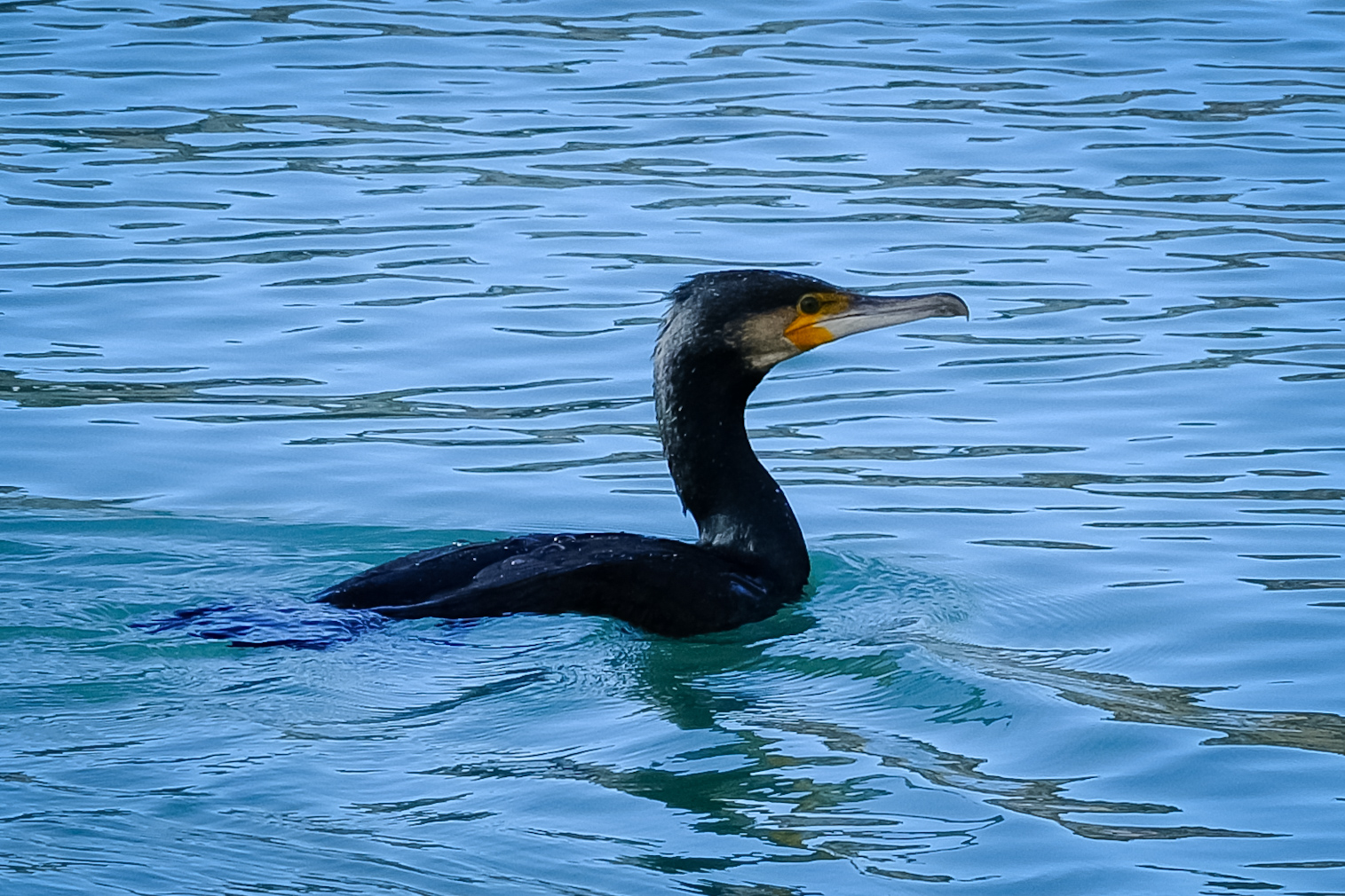 Hunting in the river