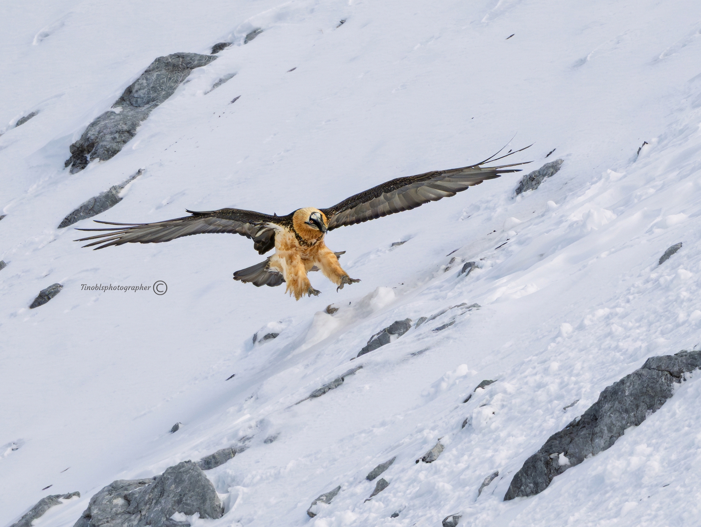 Gipeto (Gypaetus barbatus)