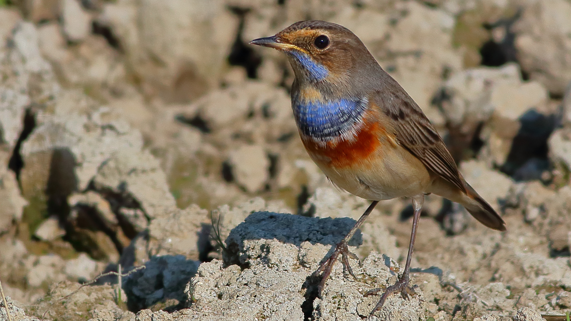 Ruiseñor Pechiazul, Luscinia Svecica