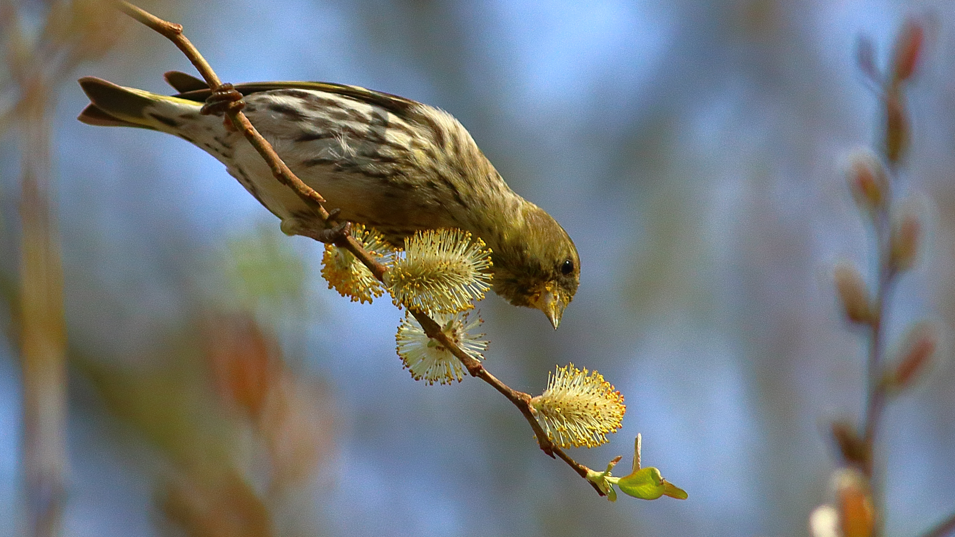 Verdecillo, Serinus Serinus