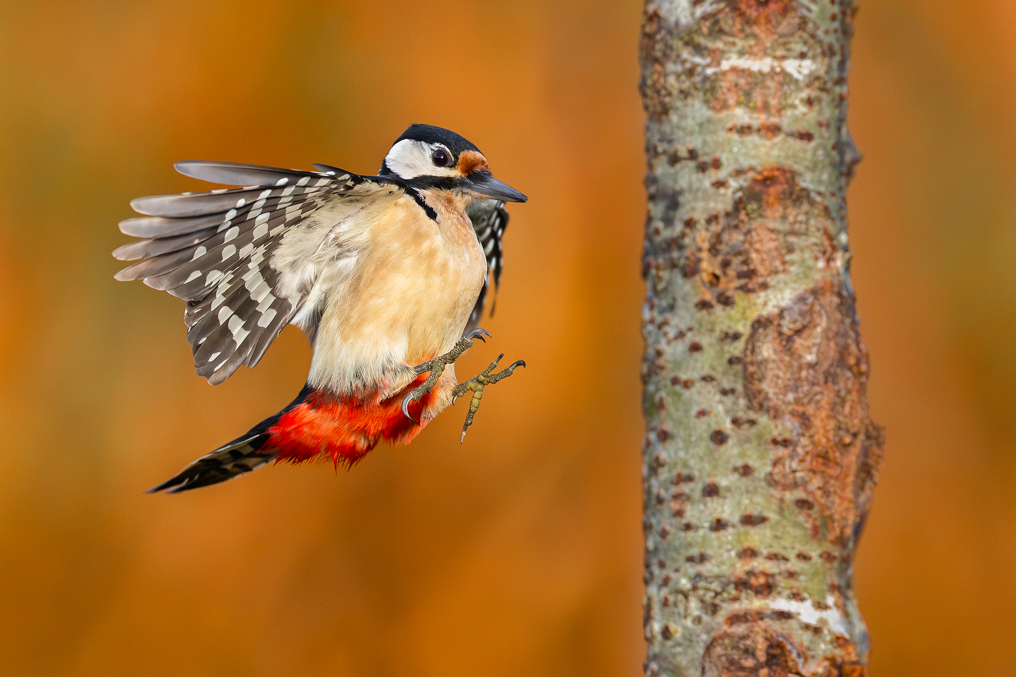 Picchio rosso maggiore in 'alberaggio'