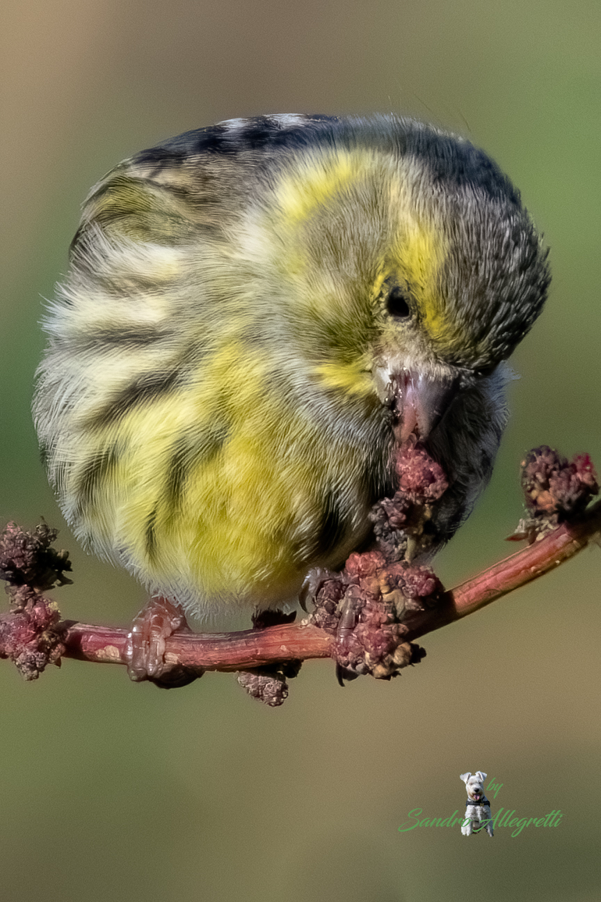Il verzellino (Serinus serinus)