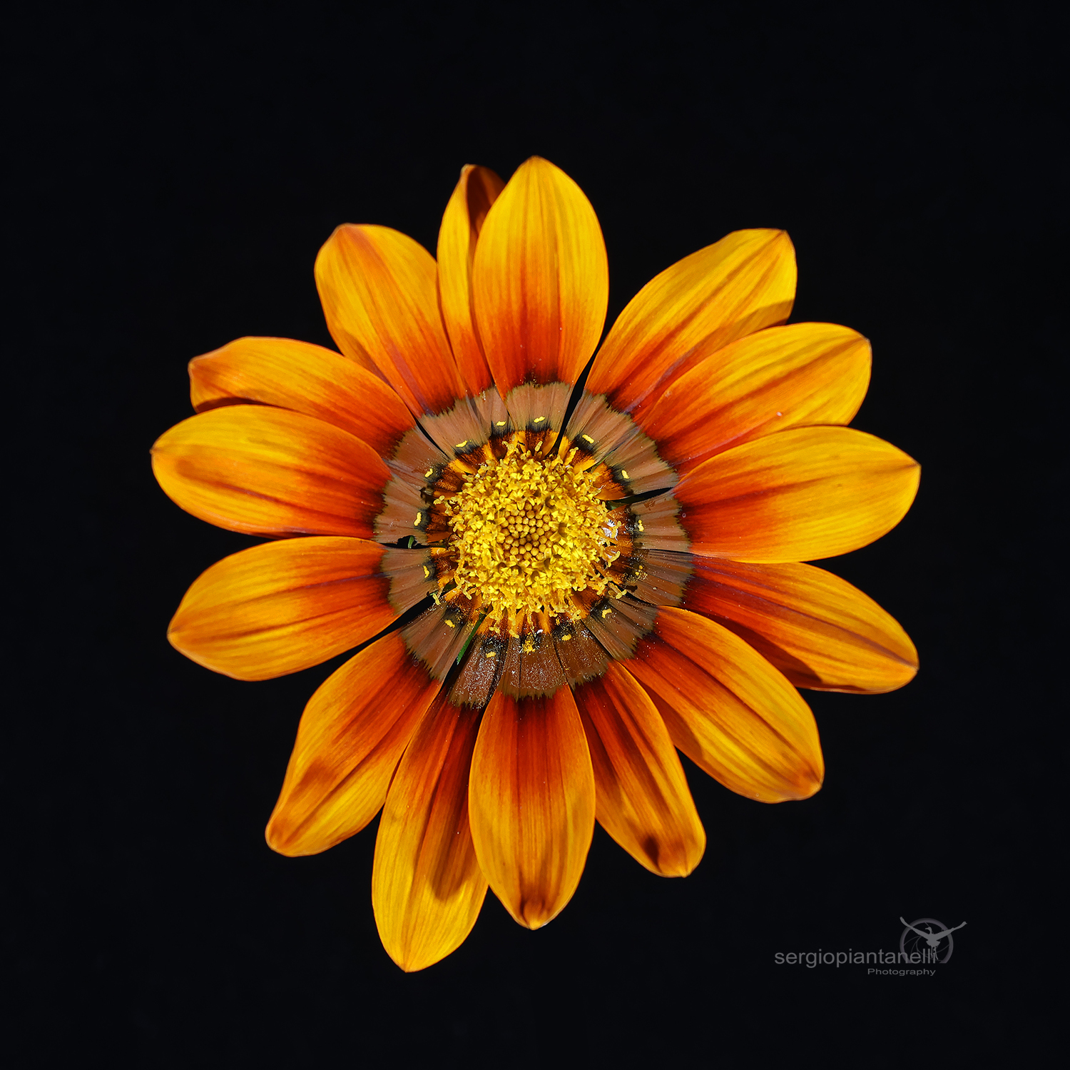 Gazania