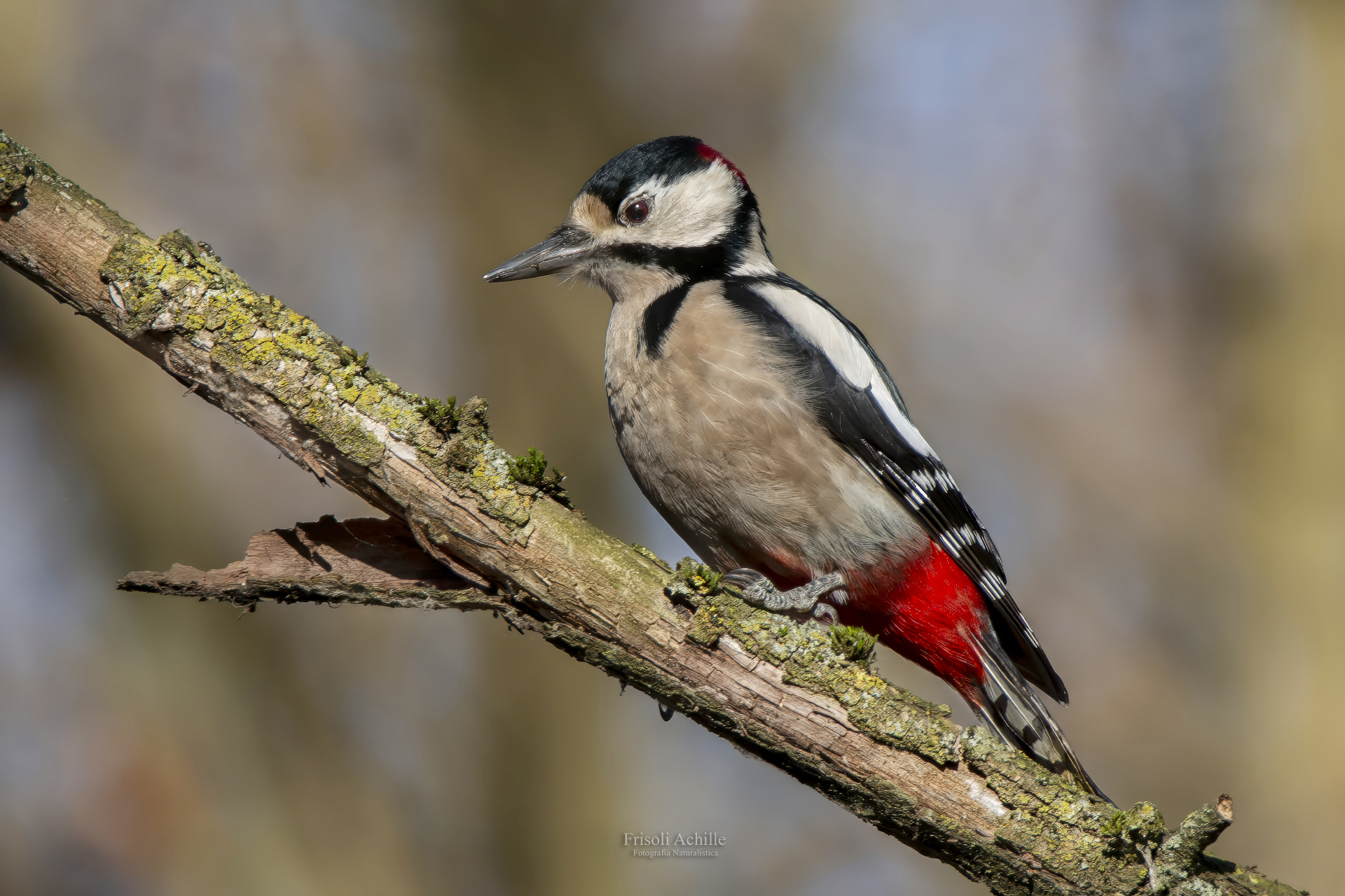 Picchio rosso maggiore