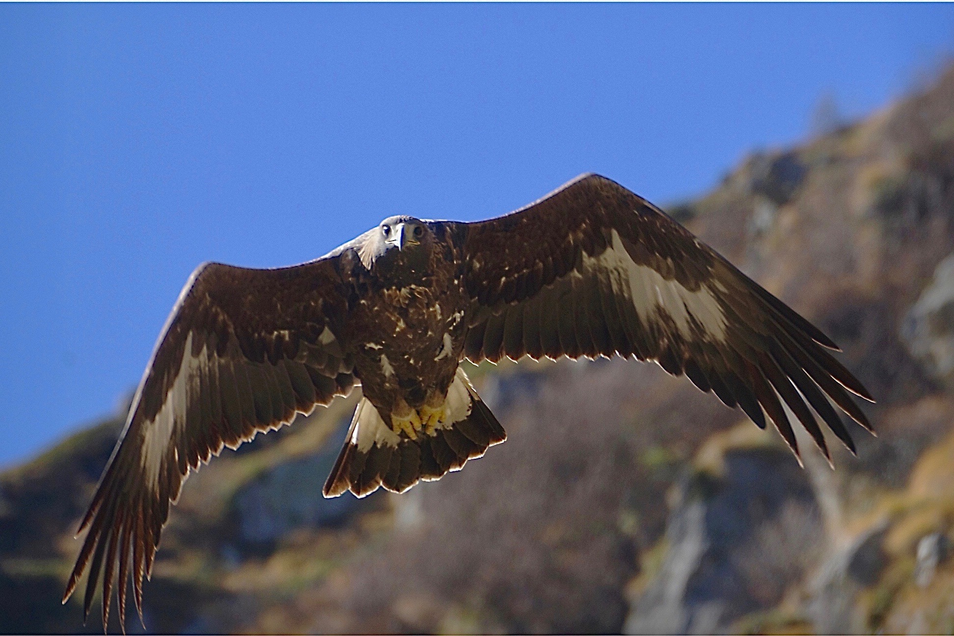 Eagle