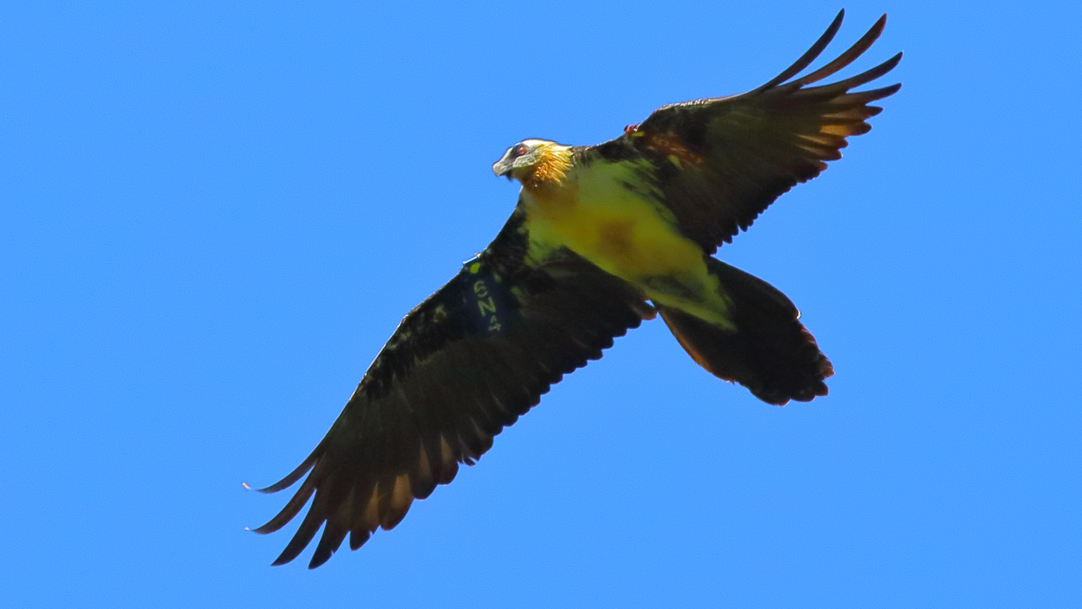 Quebrantahuesos (Astérix), Gypaetus Barbatus