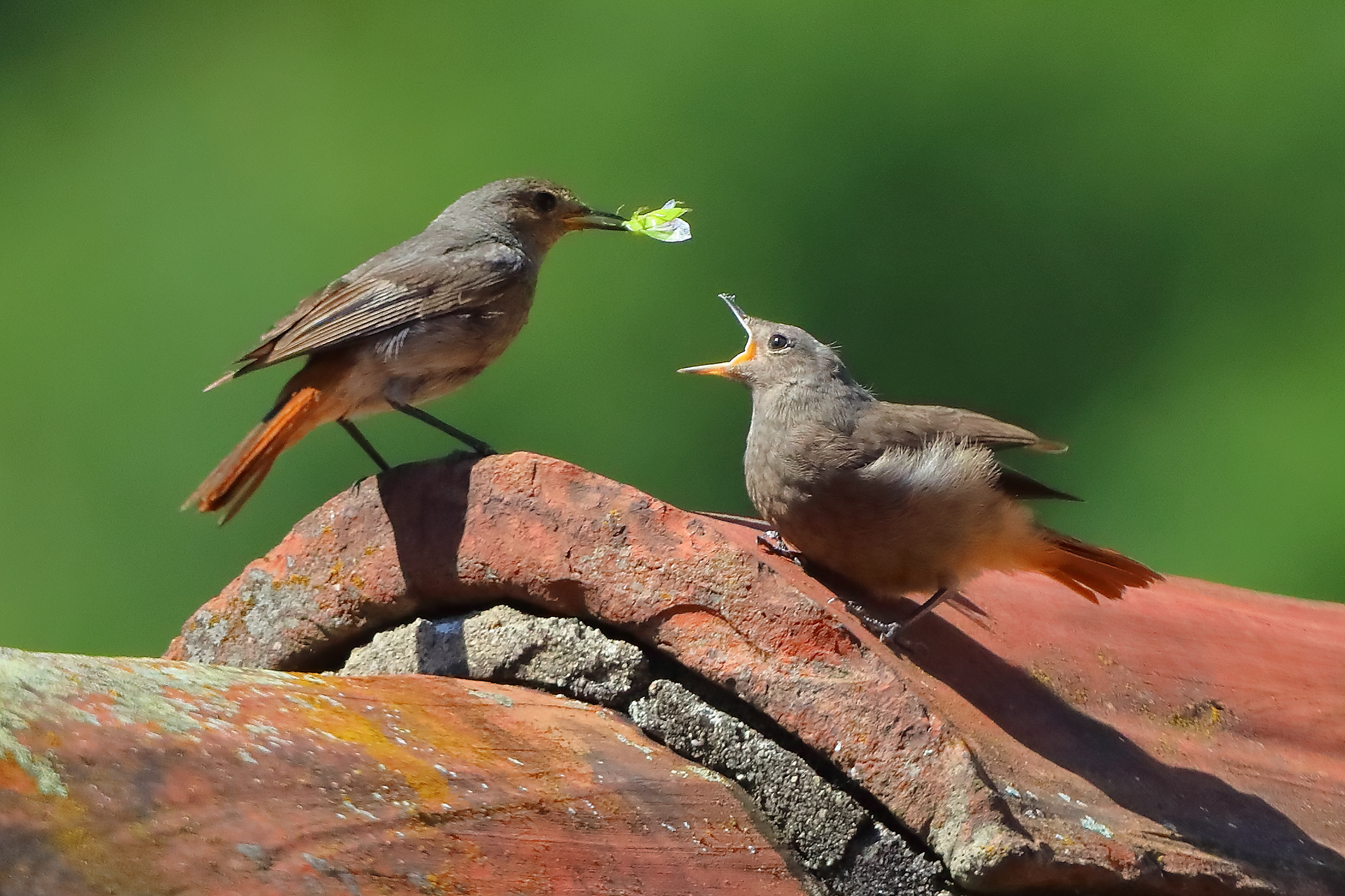 Codirosso 09 luglio 2025 - 0050