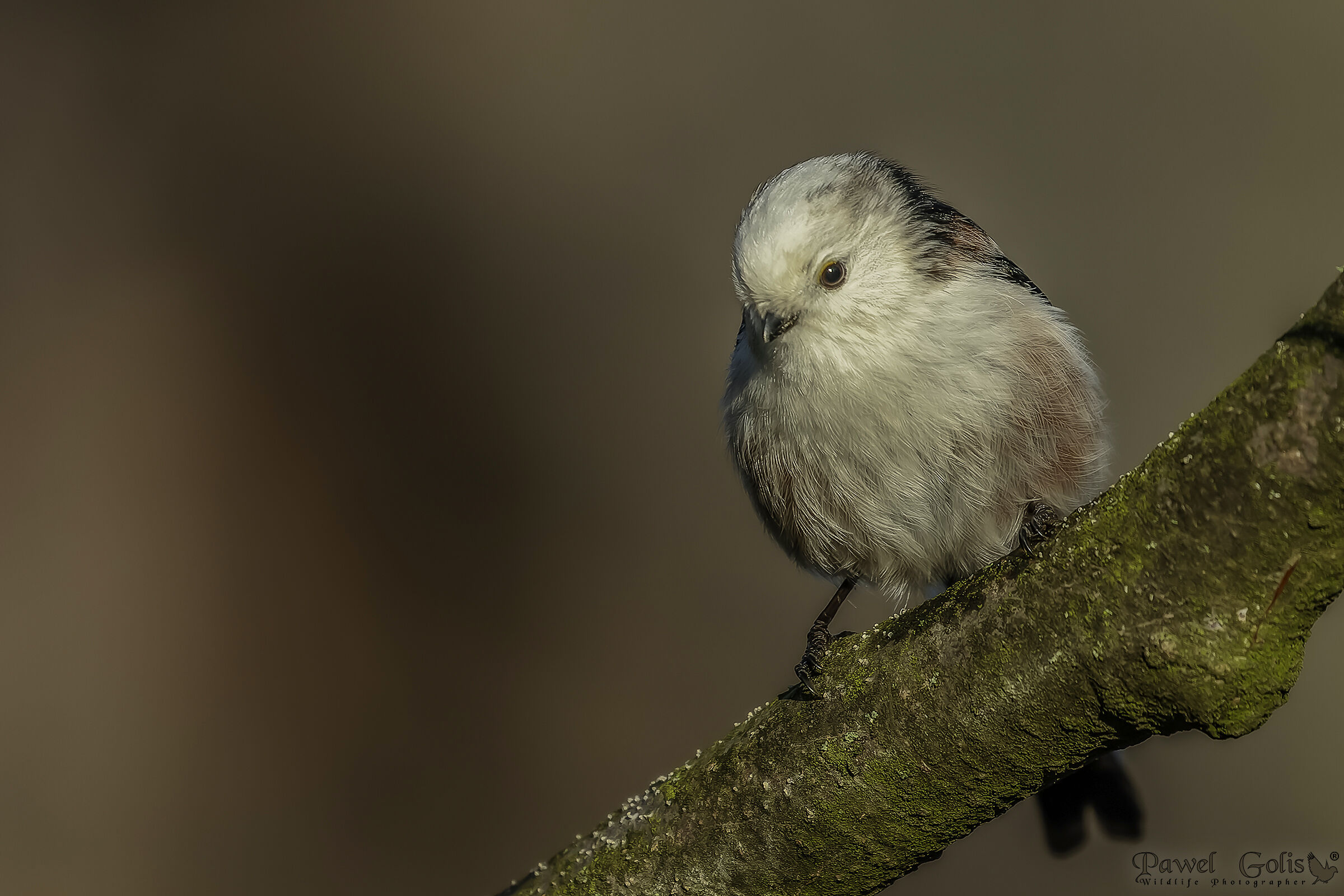 Long-tailed bushtit (Aegithalos caudatus)