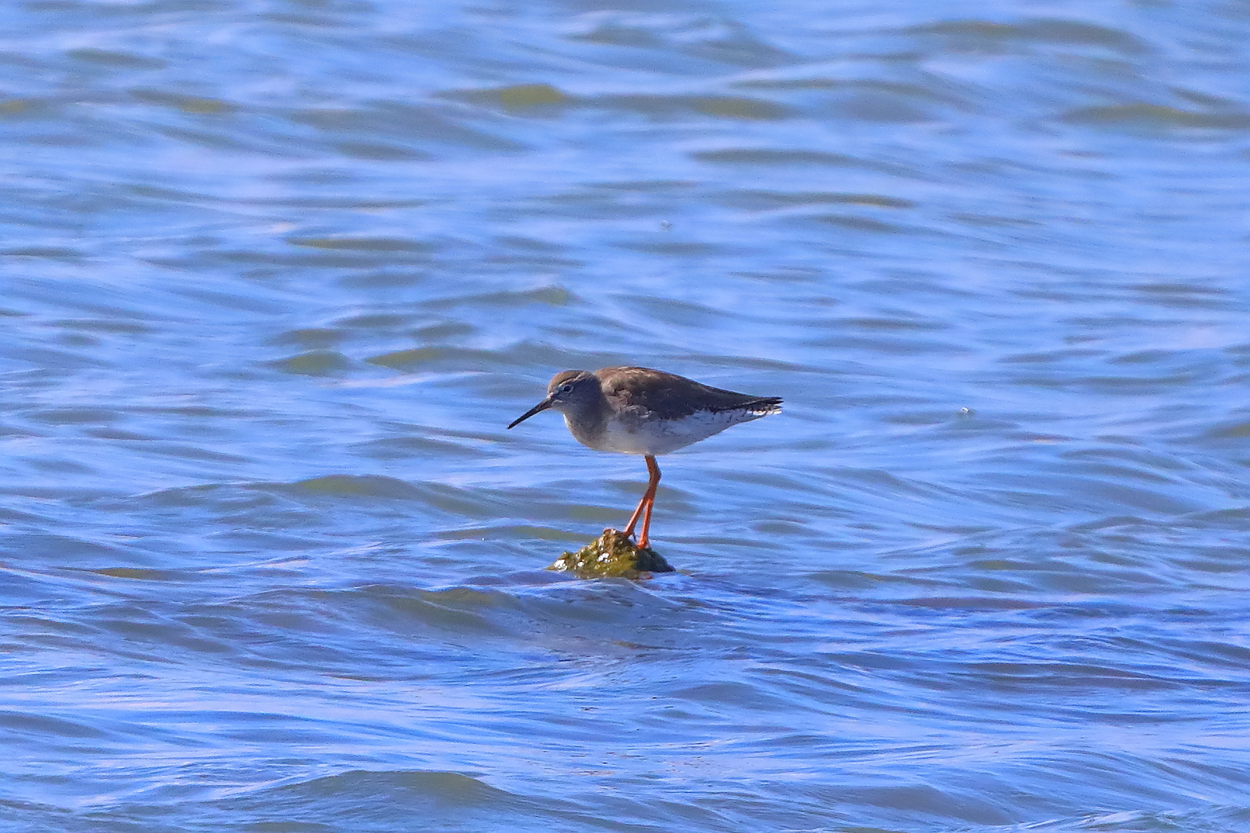 Pettegola 05 ottobre 2025 - 0238