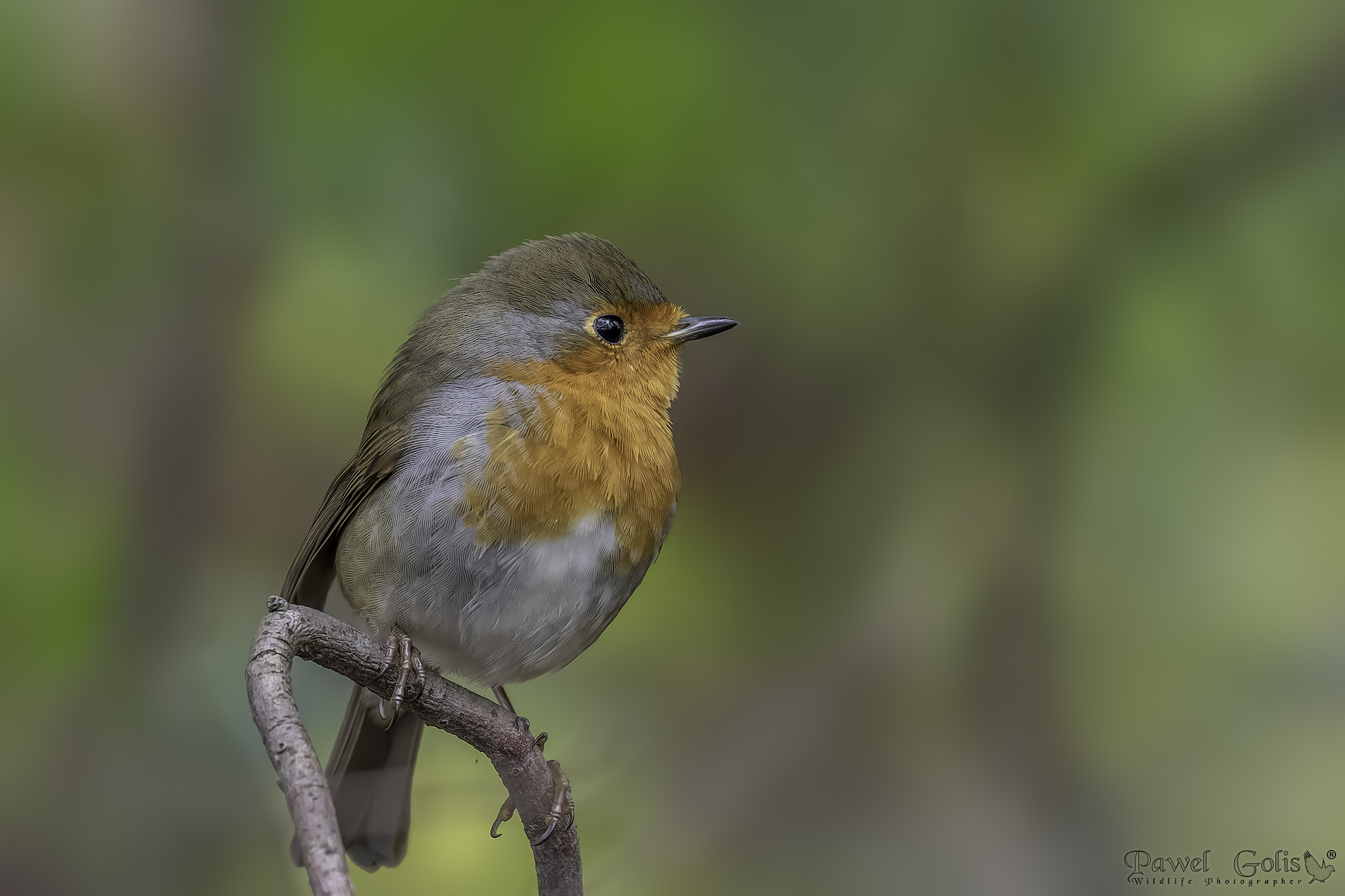 European robin (Erithacus rubecula)