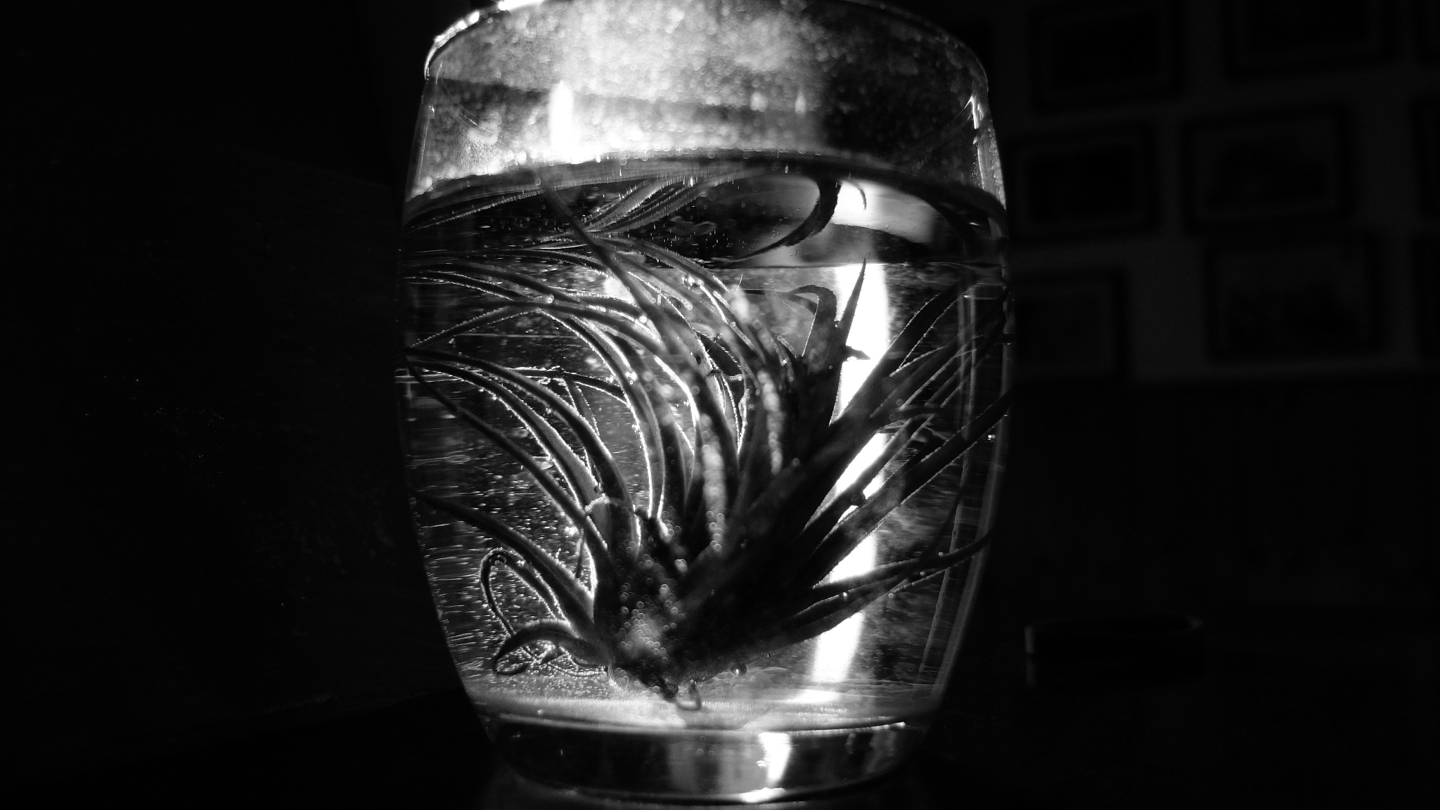 Pianta in bicchiere 2