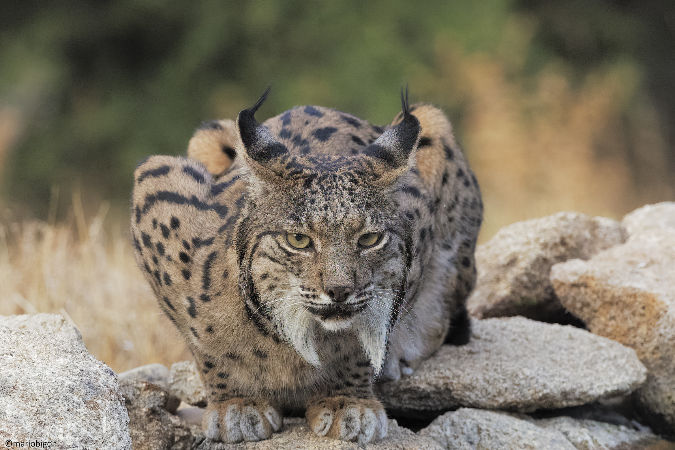 Lince pardina