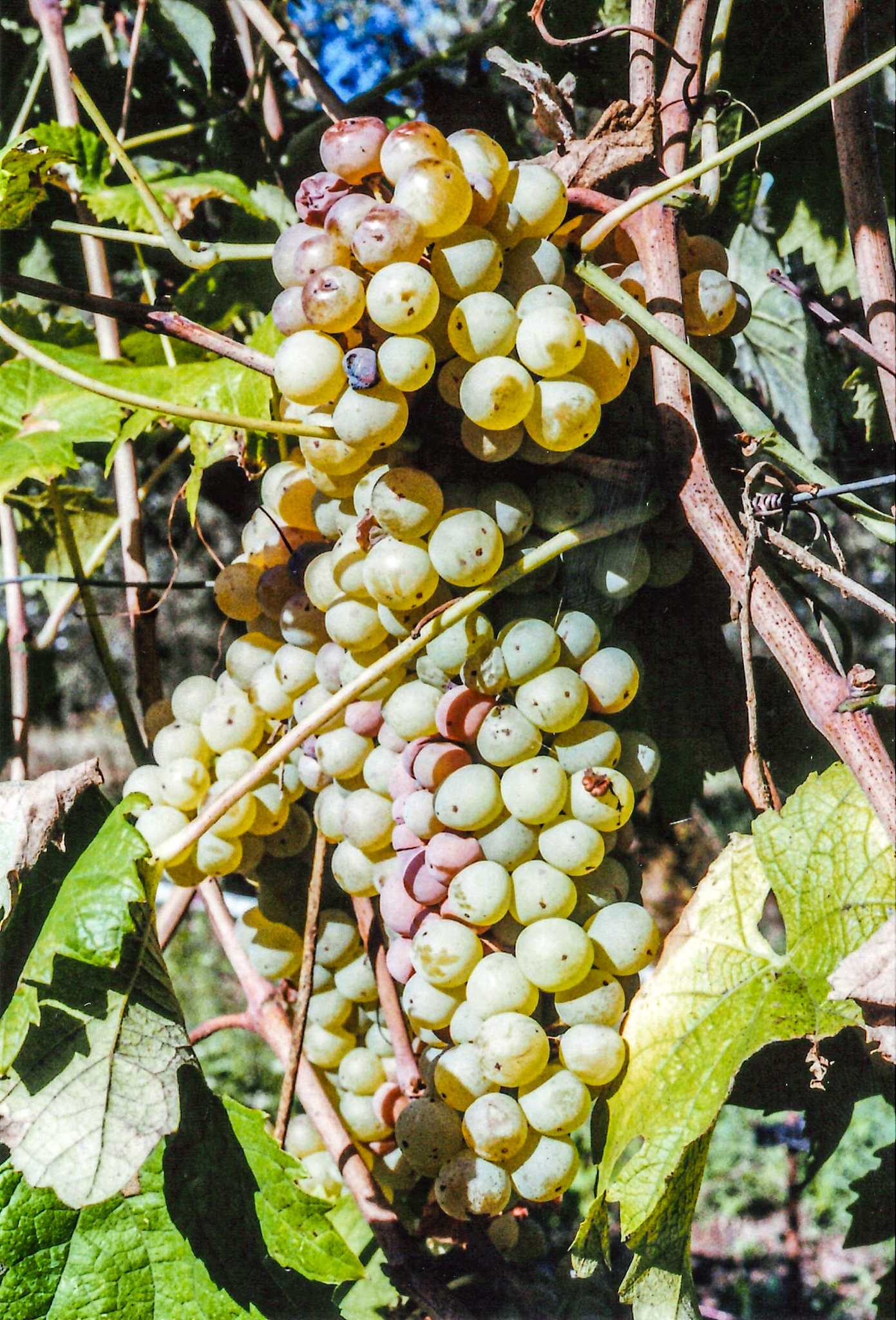 Grape harvest