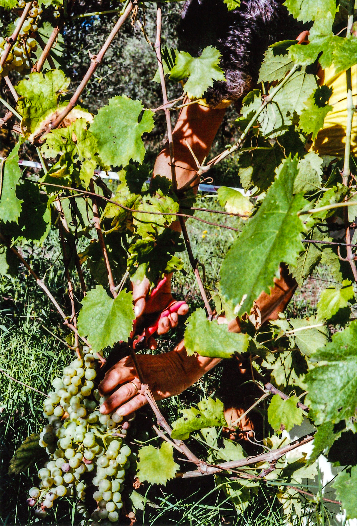 grape harvest