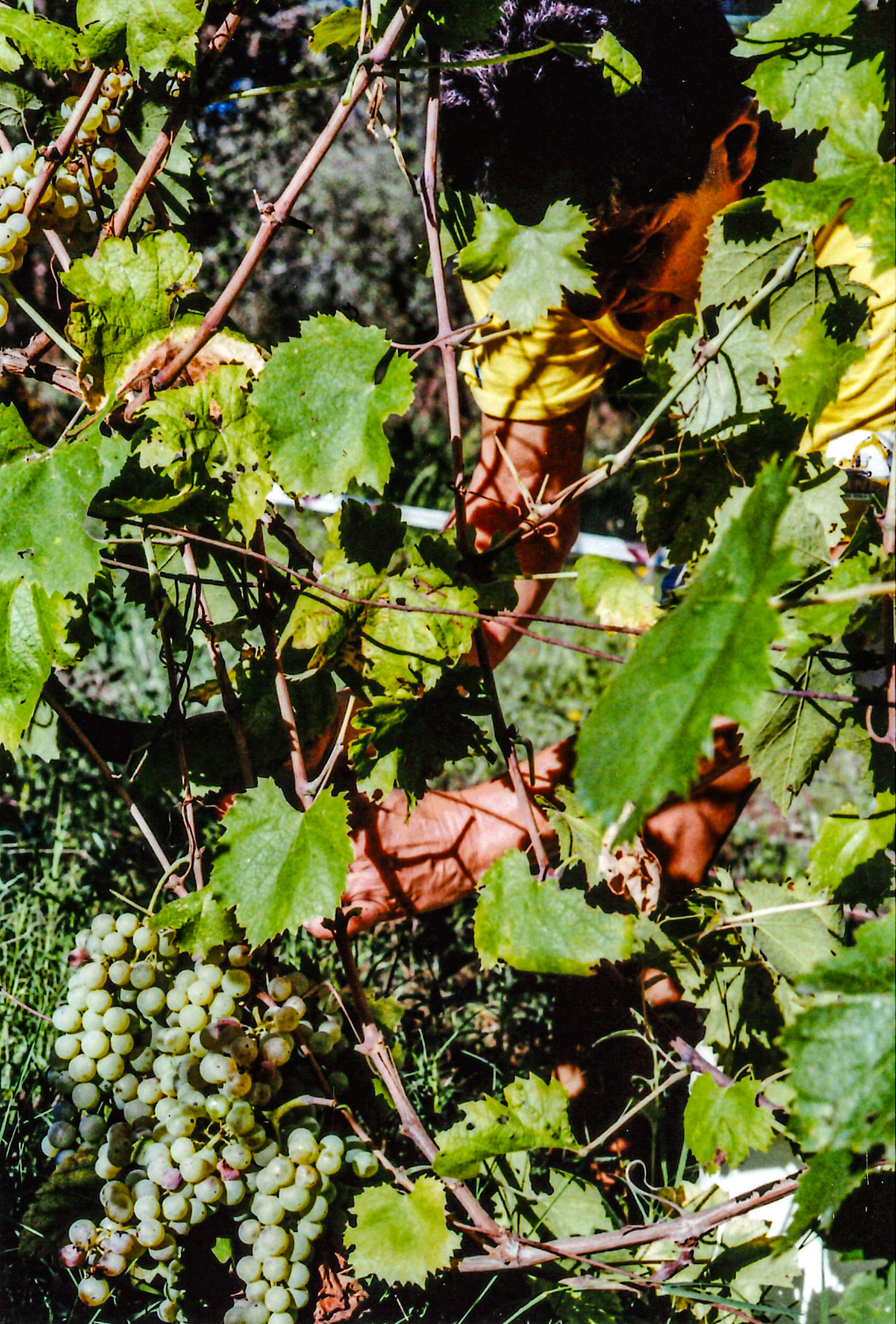 grape harvest