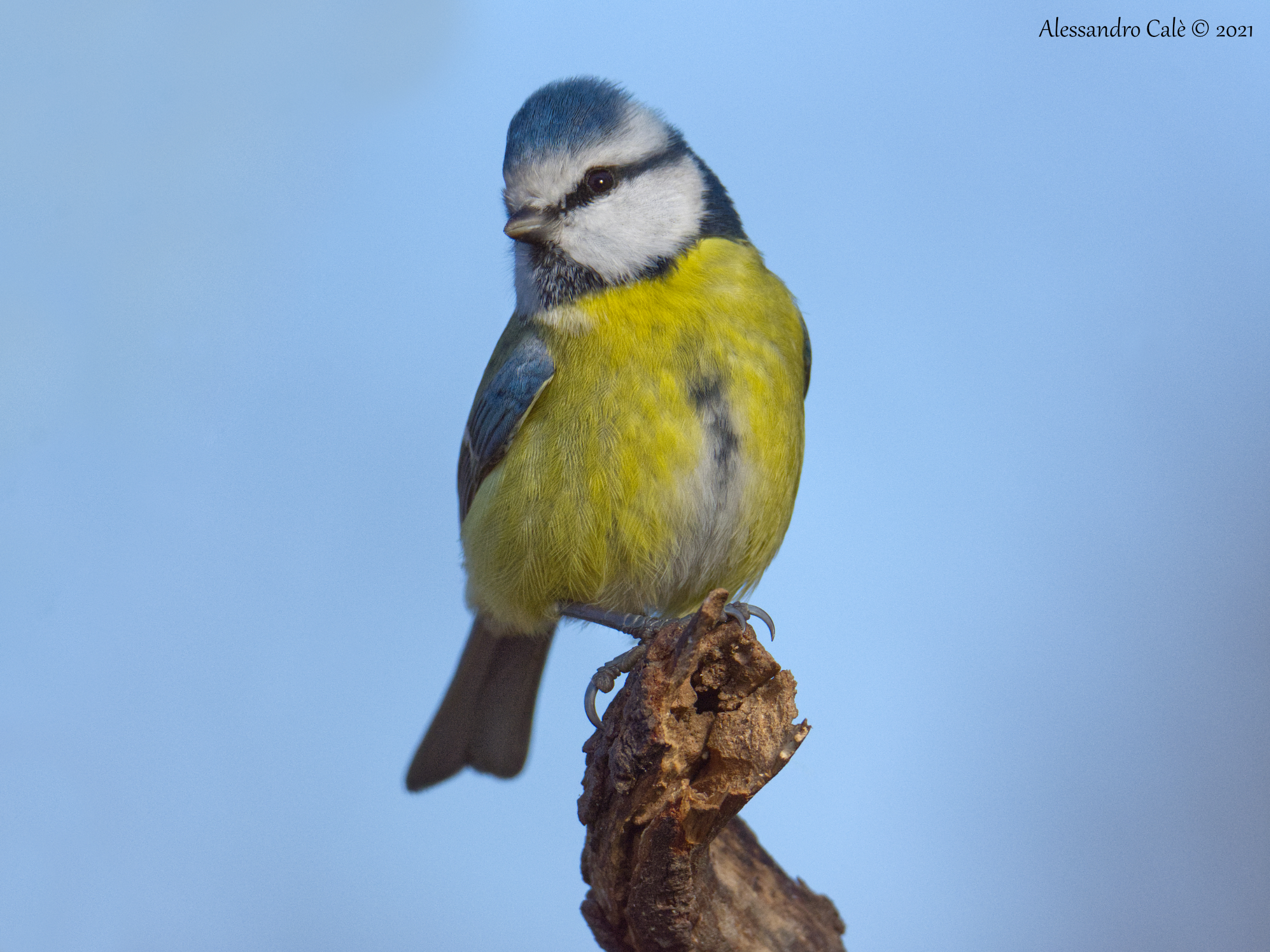 Cyanistes caeruleus (Cinciarella) 2546