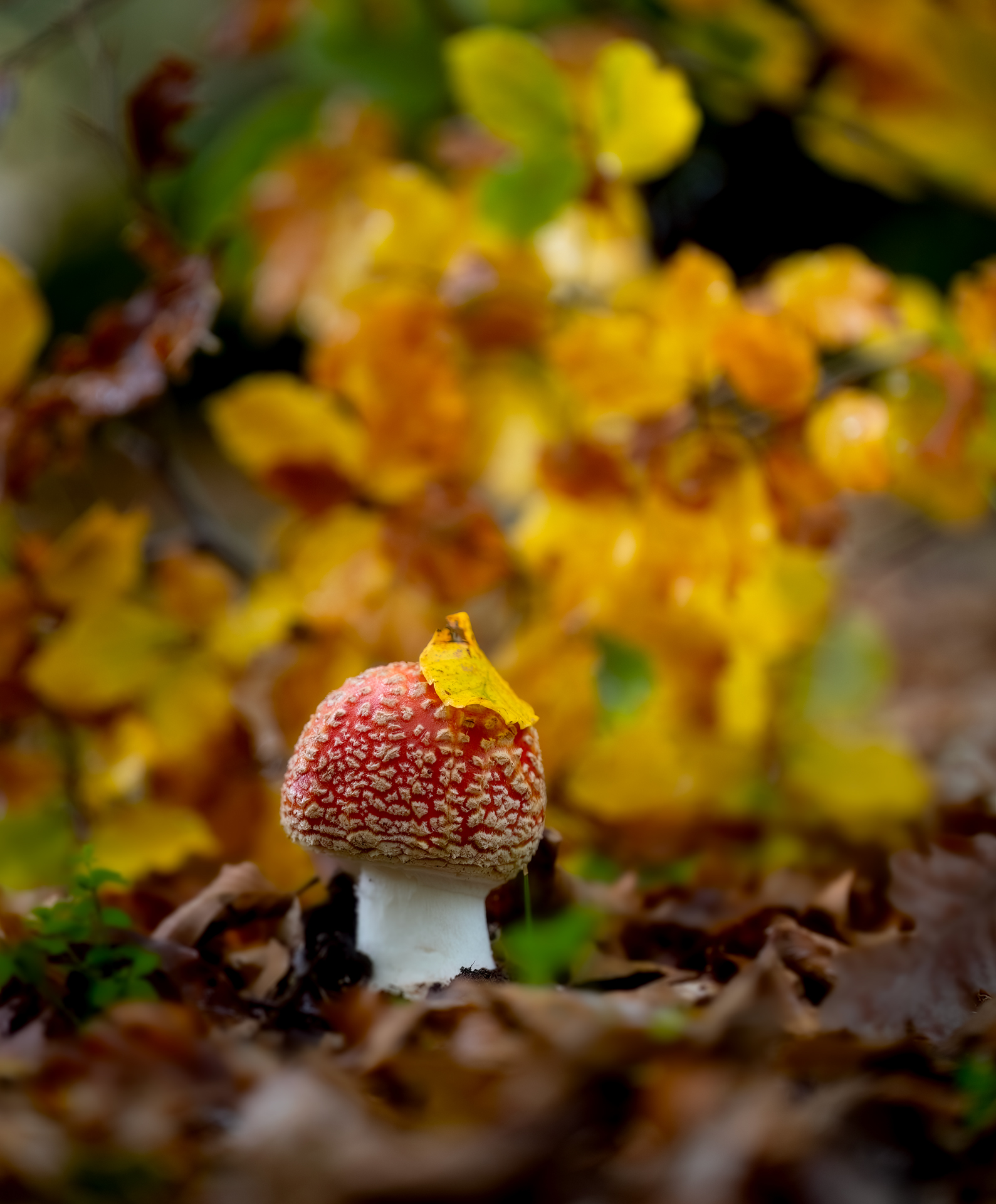 amanita