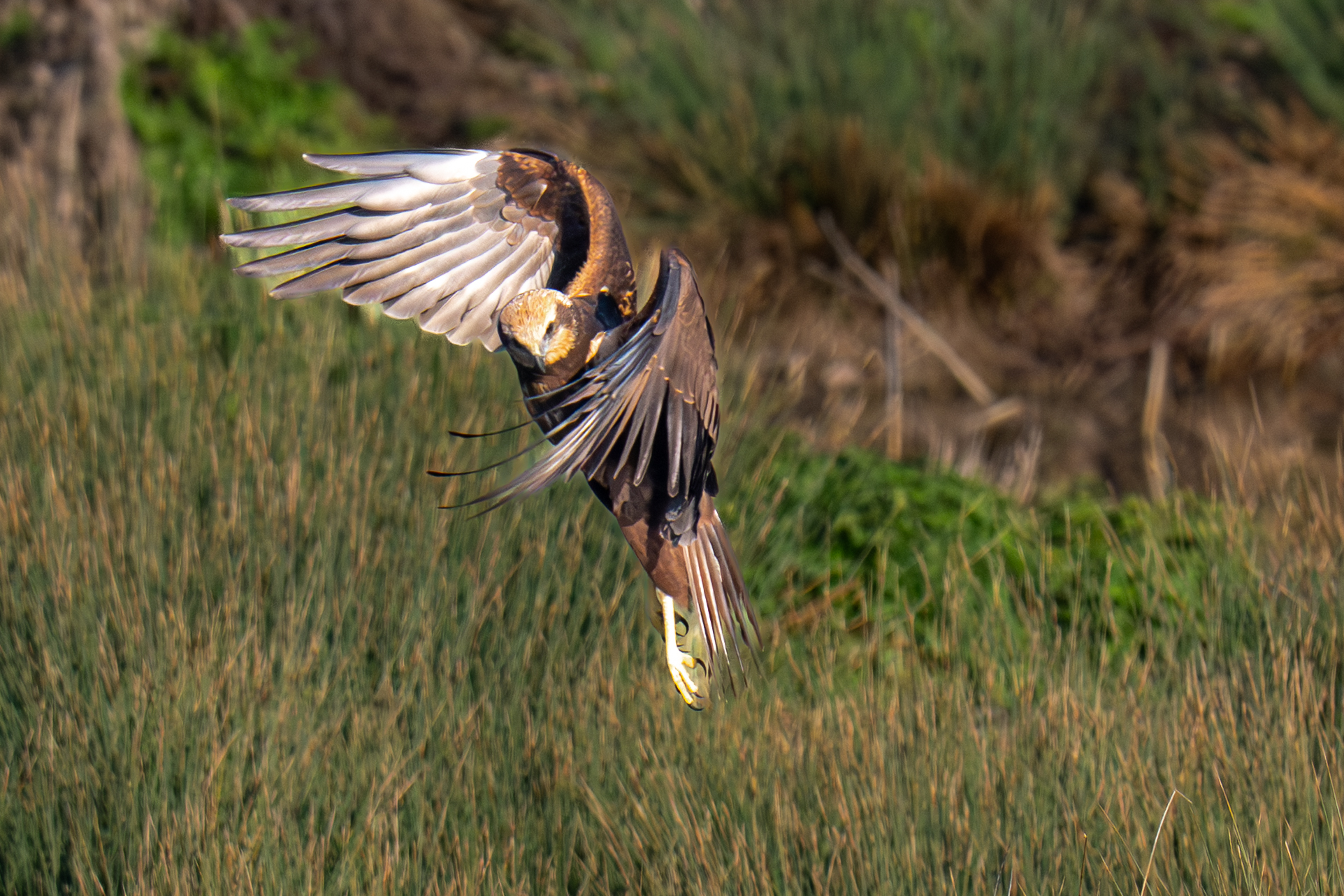 Falcon