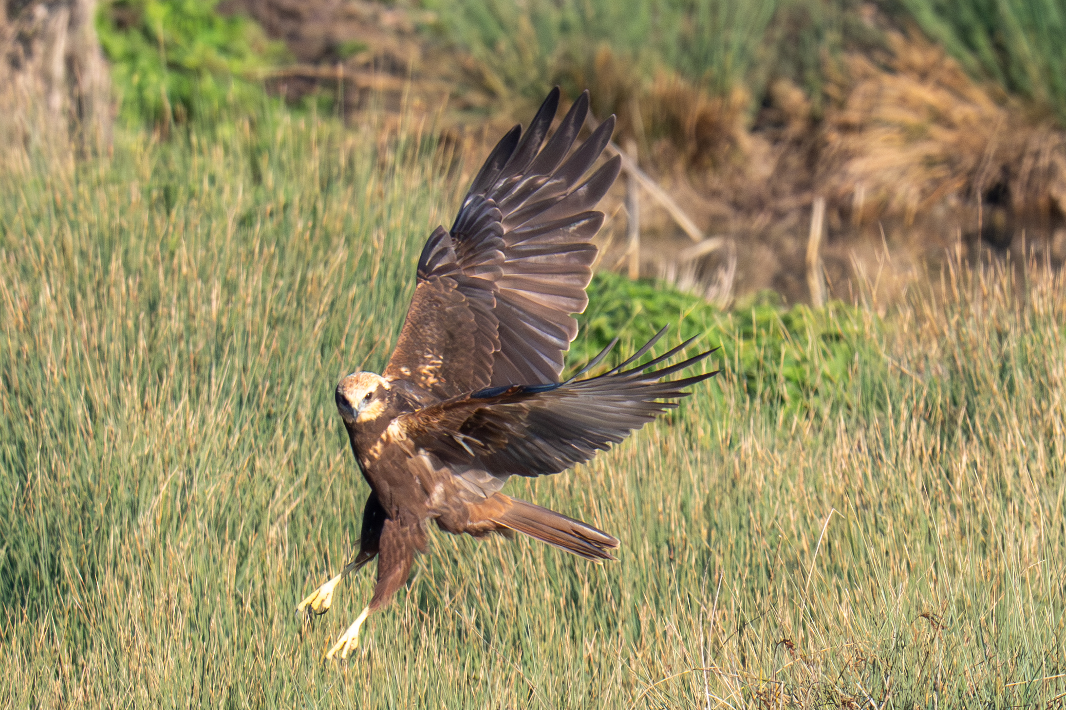 Falcon