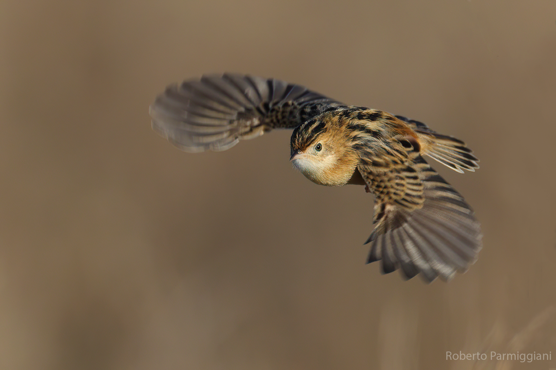 Flying snipe