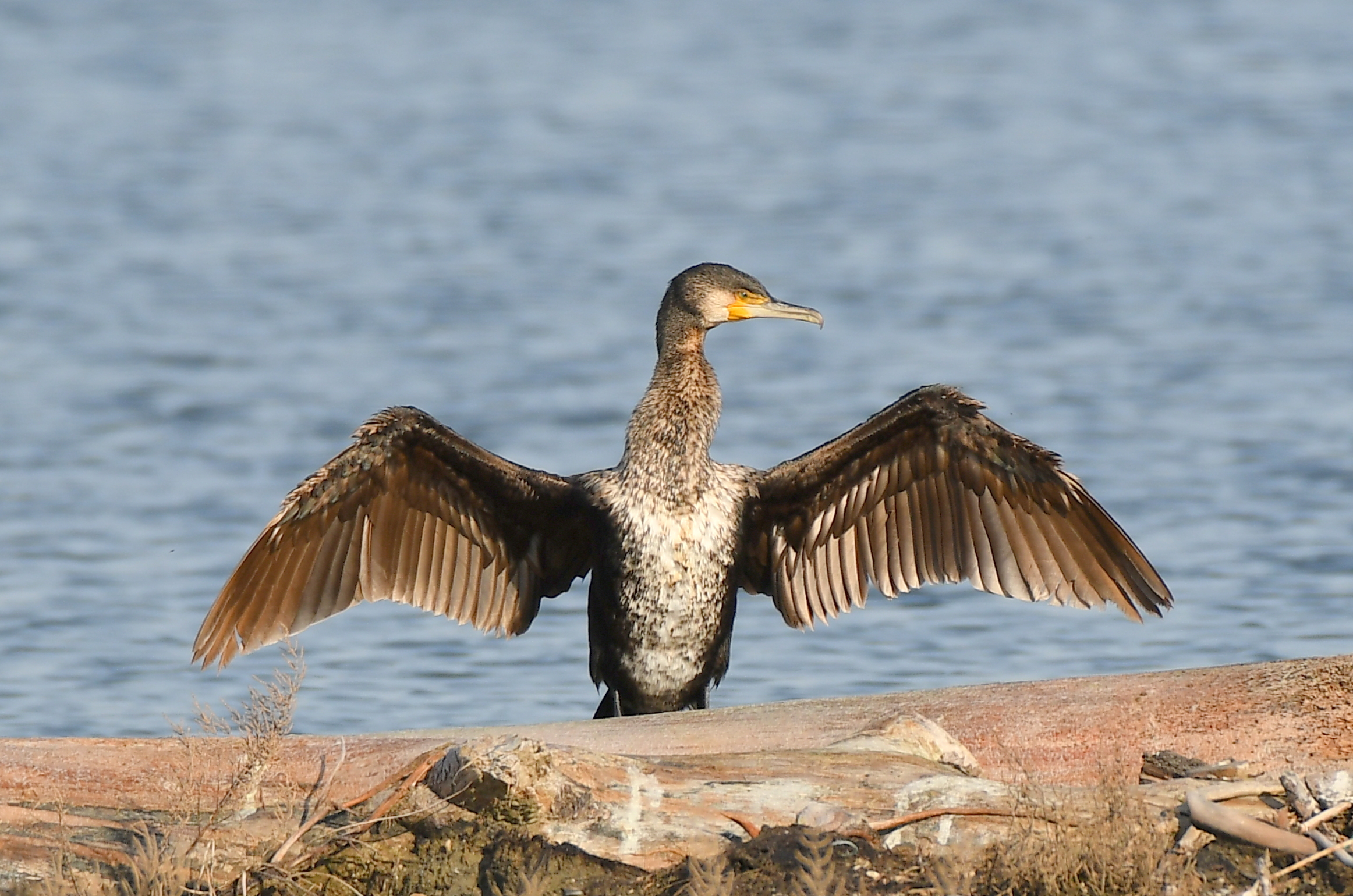 Cormorano