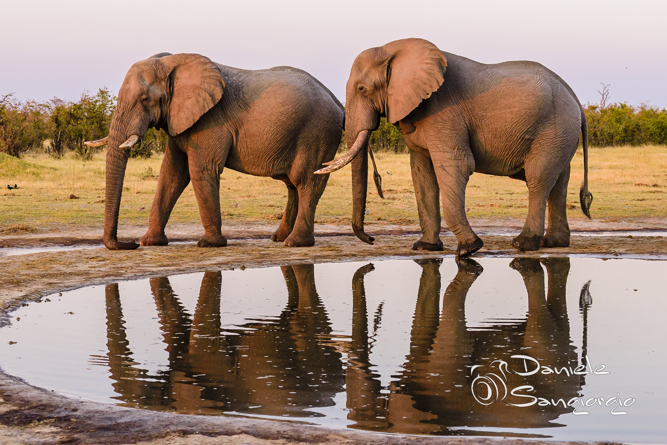 Elephant mirror