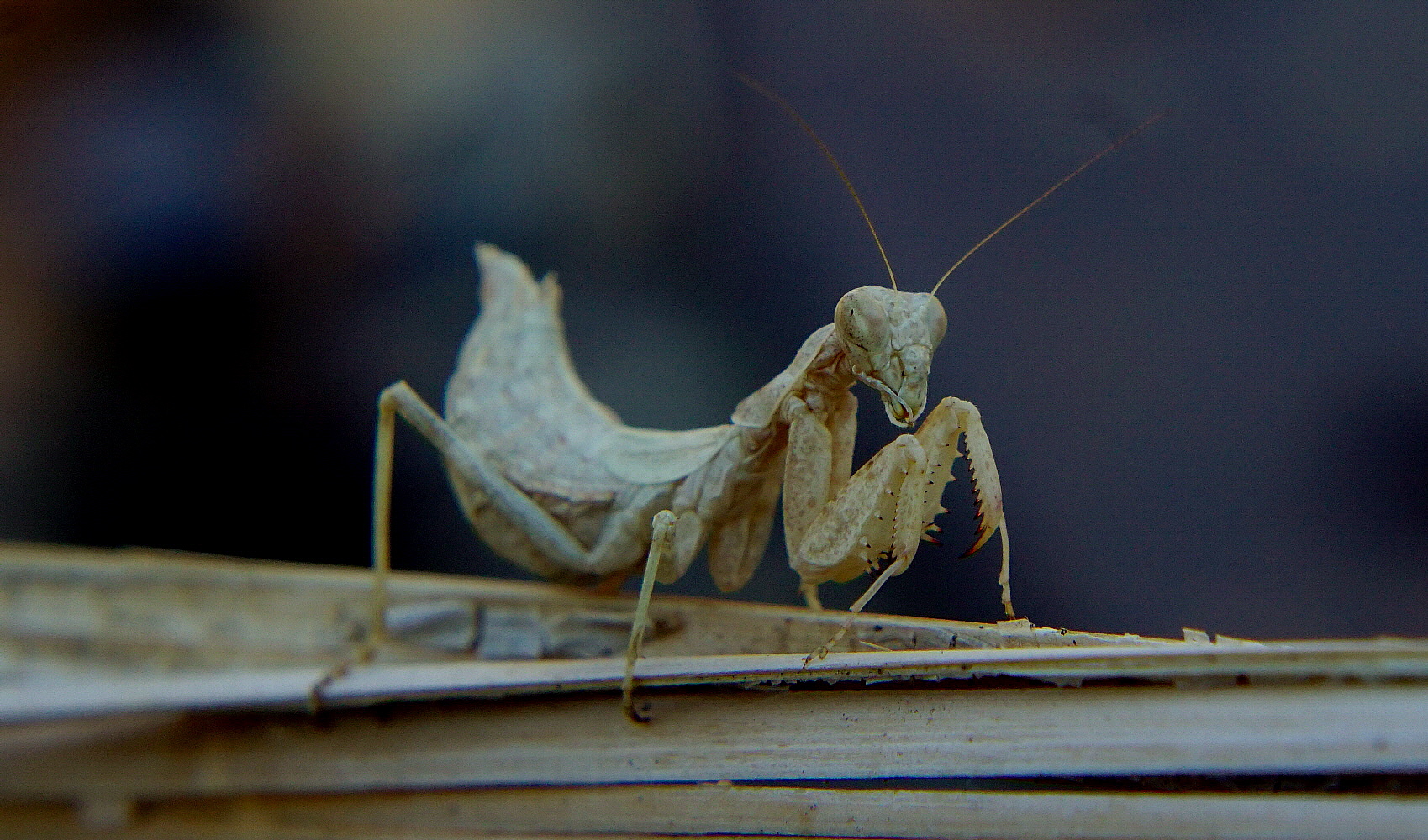 Religiosa ma non troppo!!!