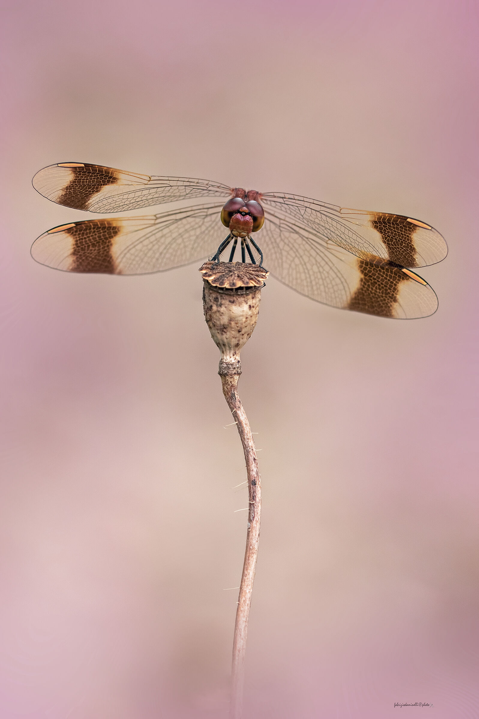 Sympetrum pedemontanum