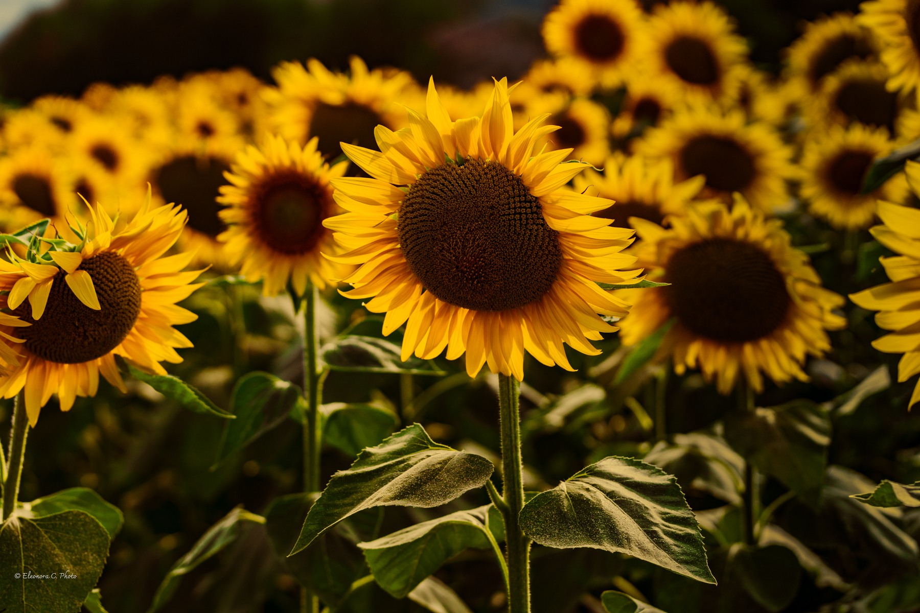 Sunflowers