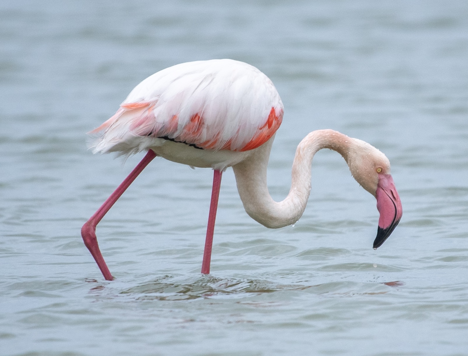 Flamingo in salt pan