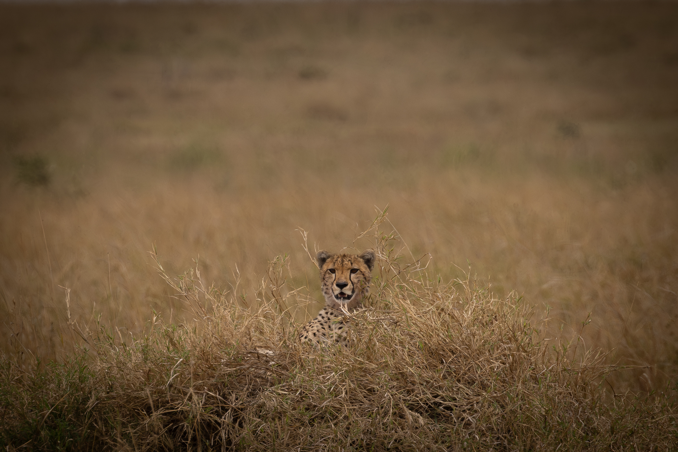 Serengeti National PArk - Agosto 2025