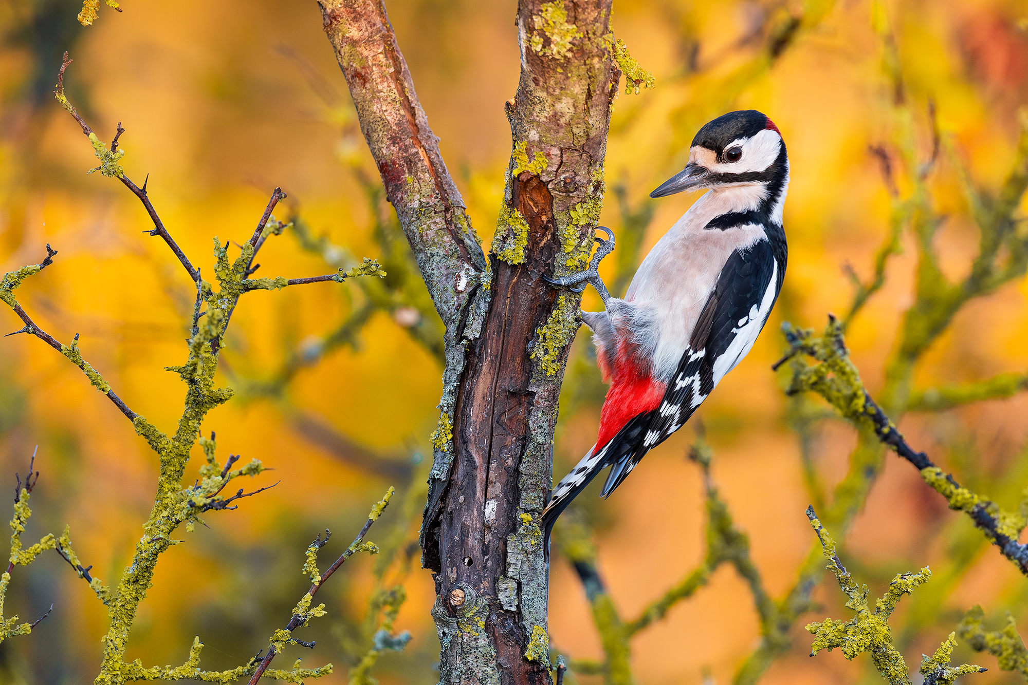 Picchio rosso maggiore