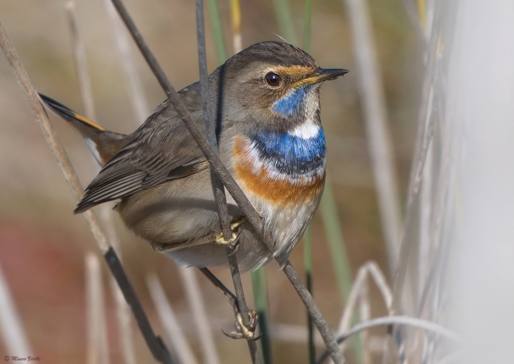 Bluethroat (Luscina svecica)