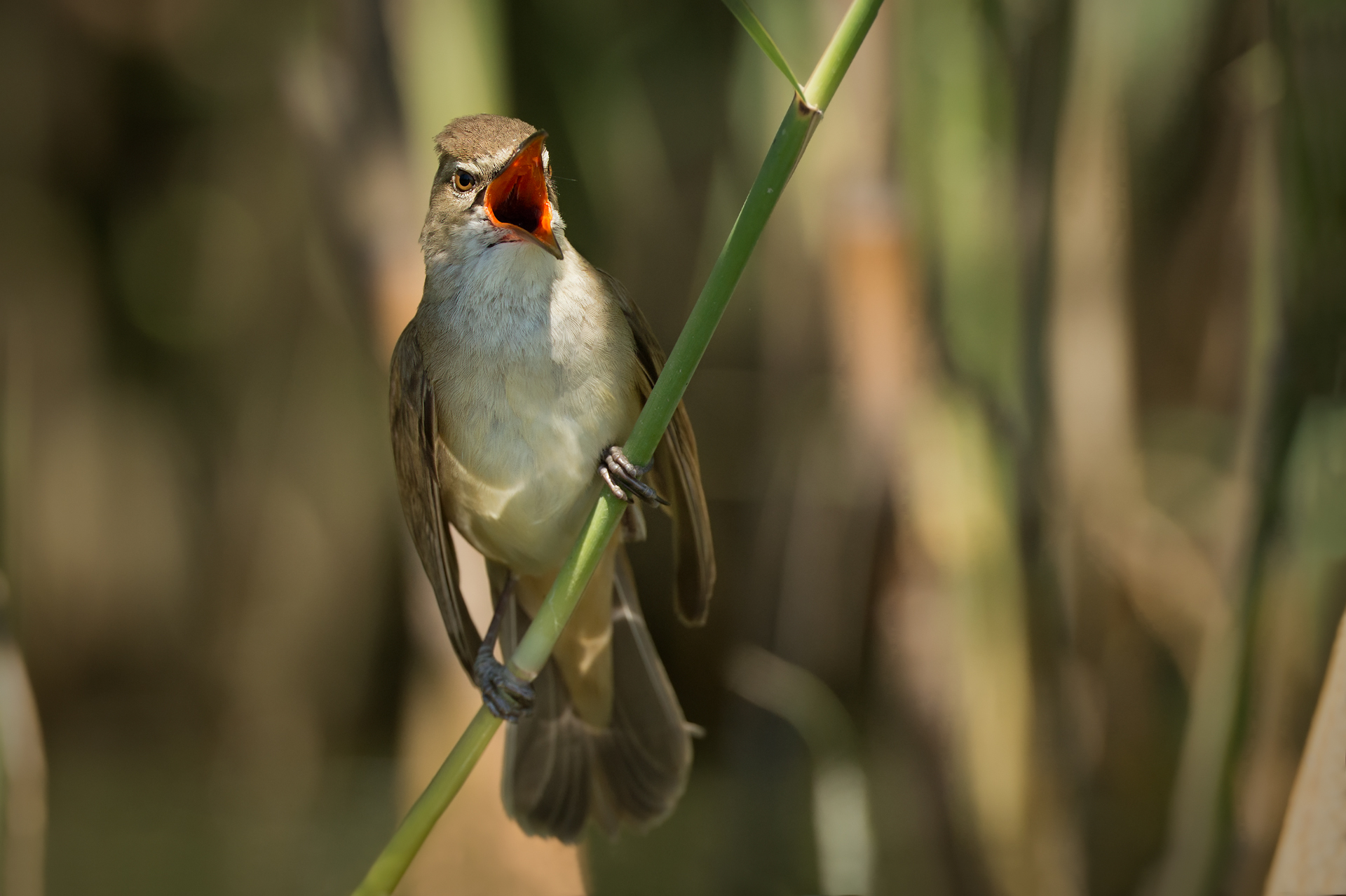 At dawn VinnnCerooo!