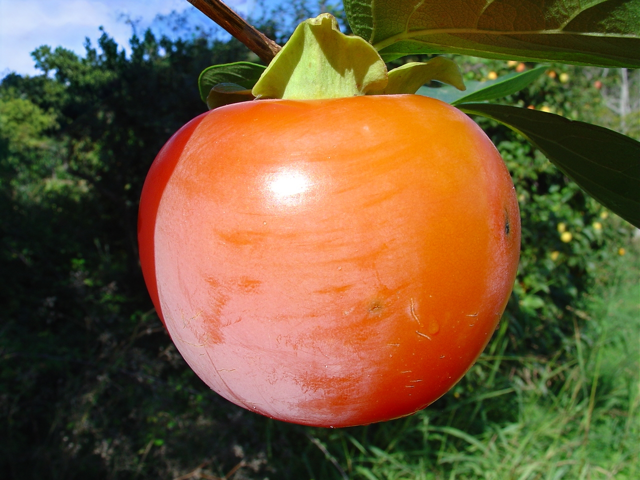 Persimmon