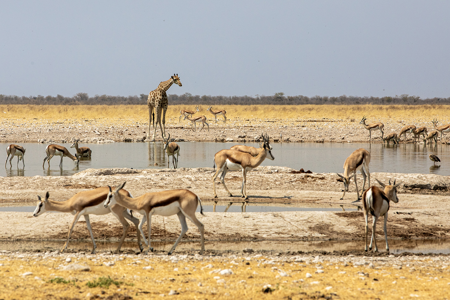 incontri all'Etosha national park