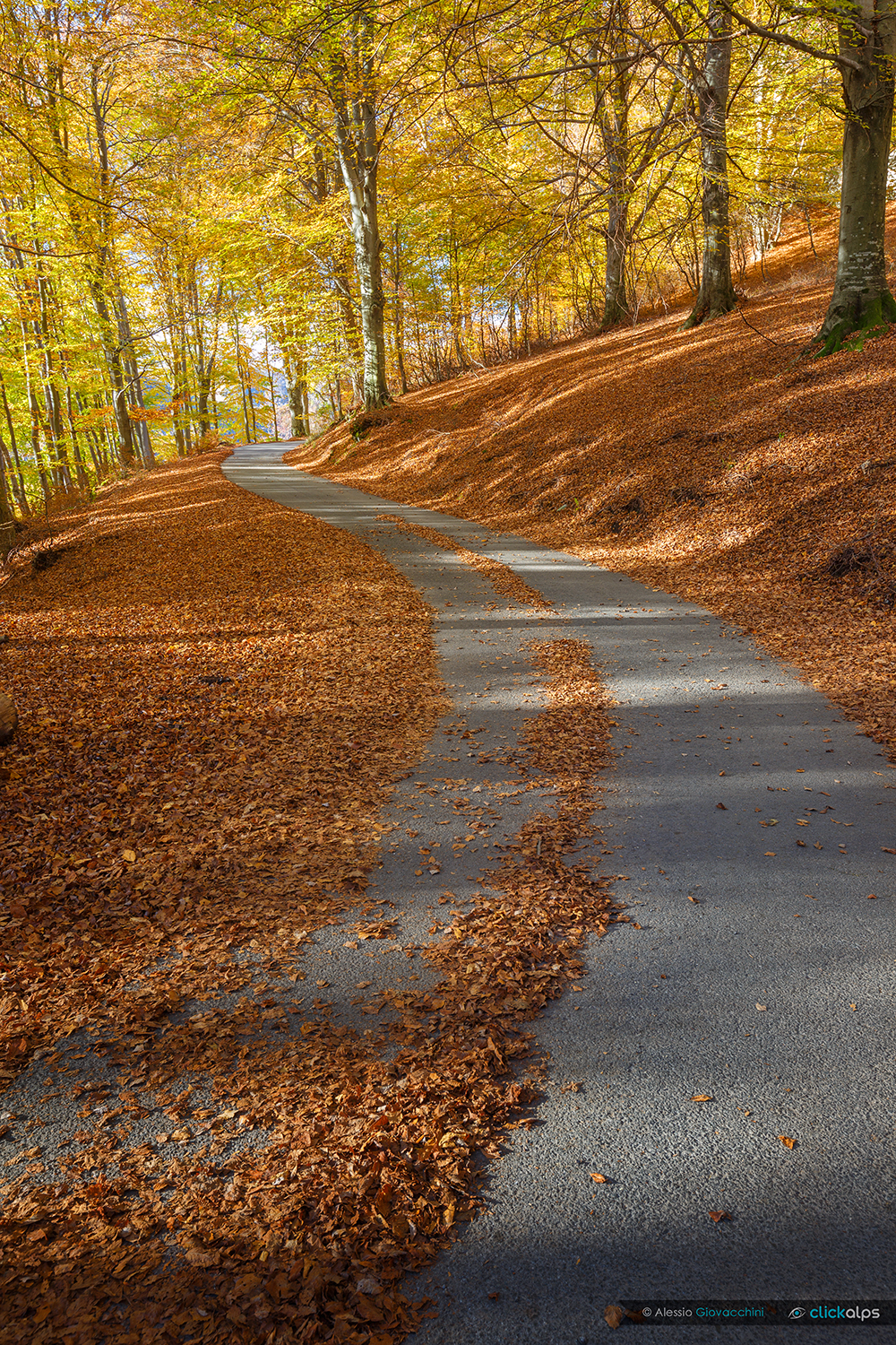 Autumn magic