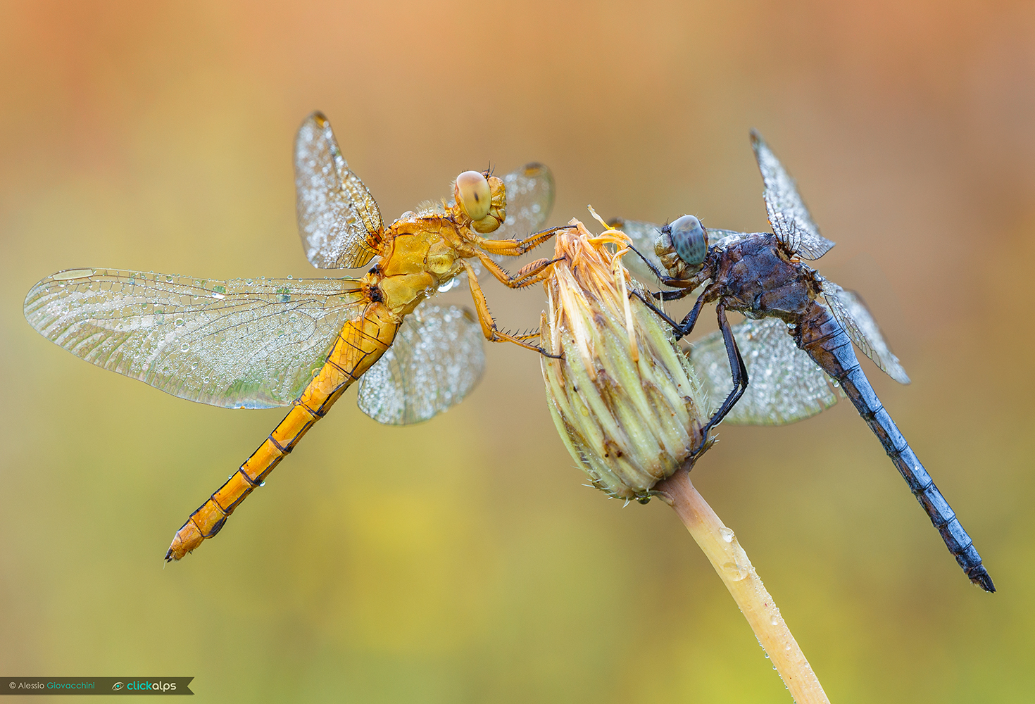 Orthetrum coerulescens