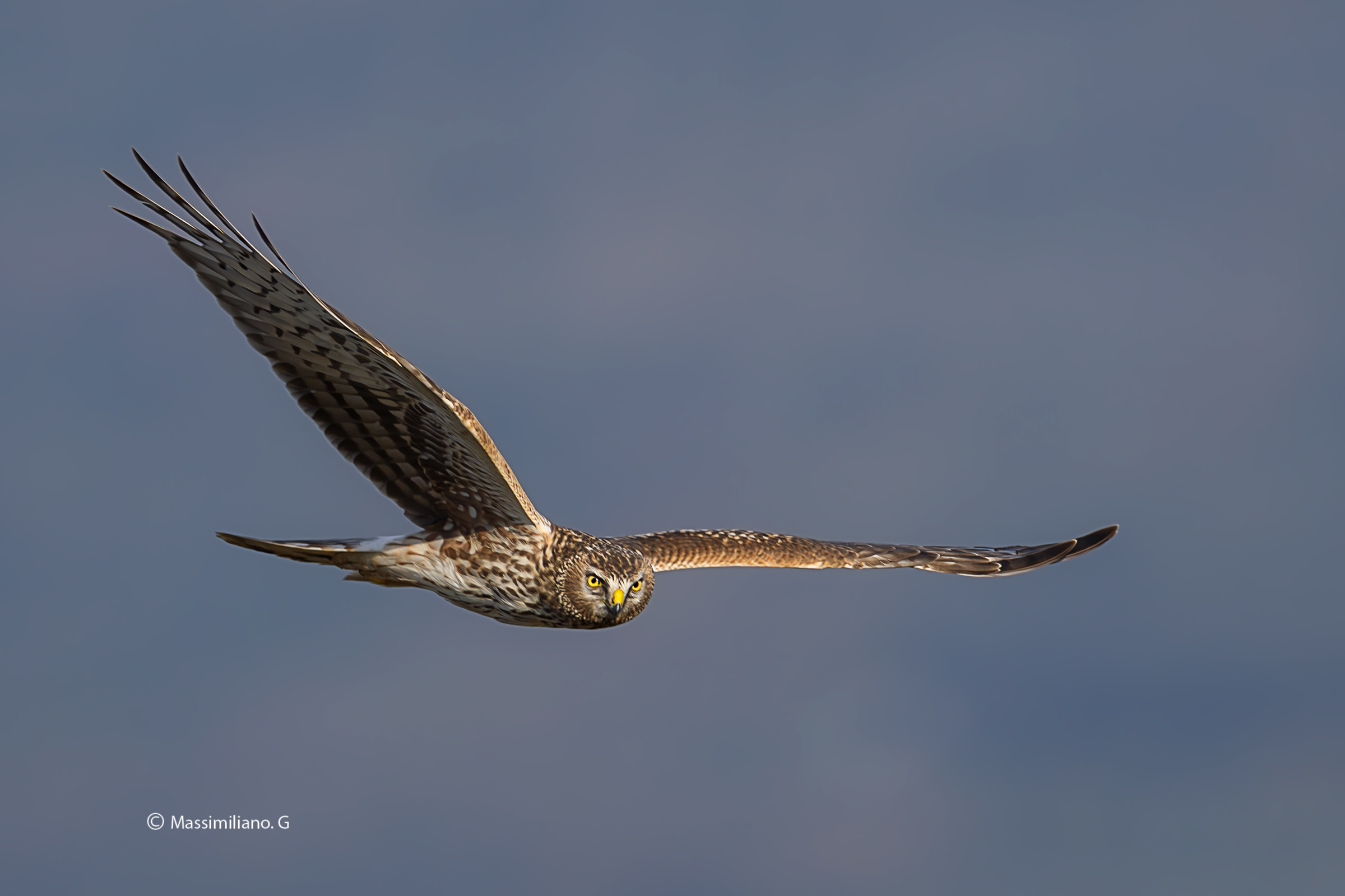 Hen Harrier Female
