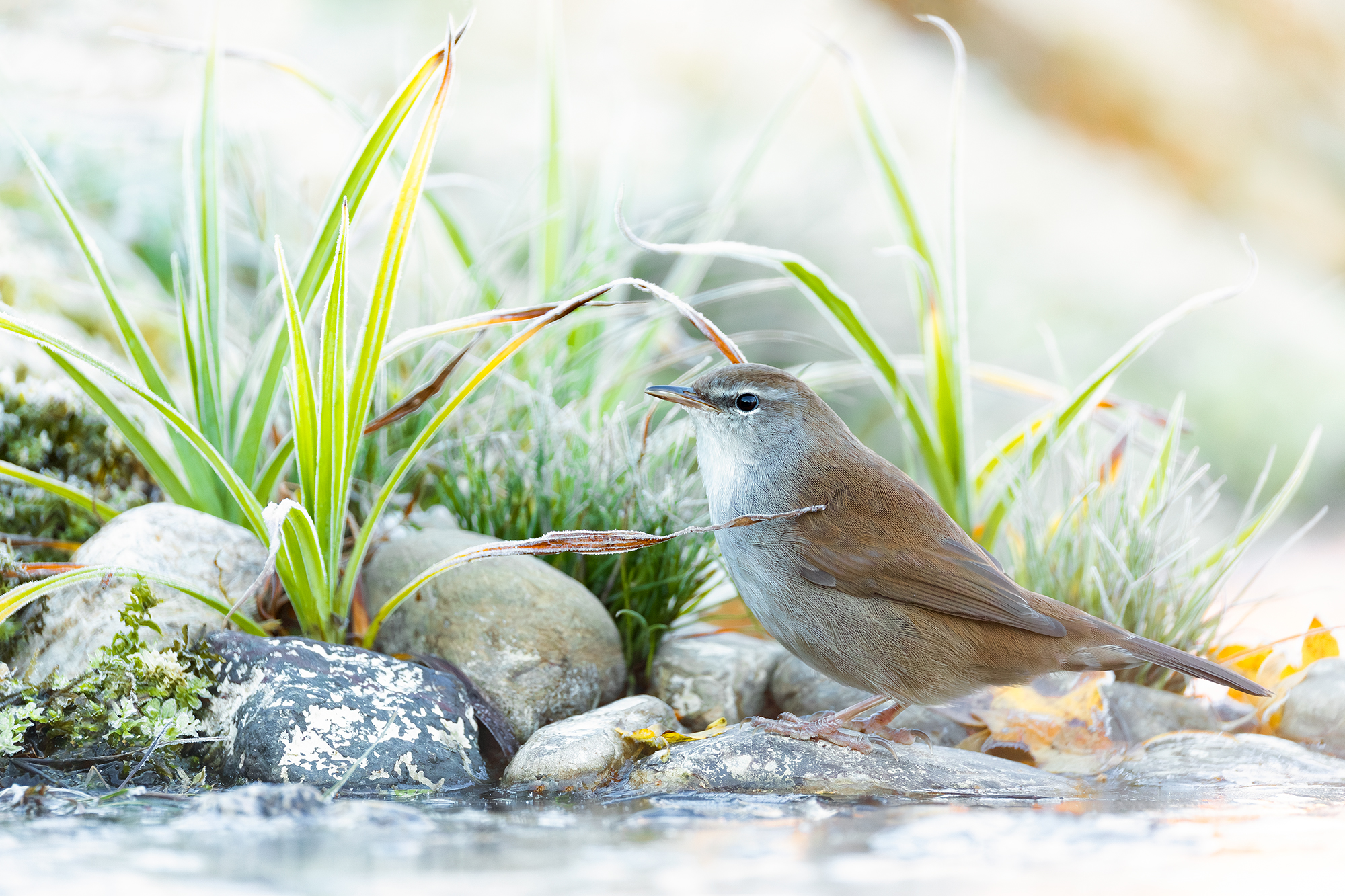 Usignolo di fiume in un'alba ghiacciata