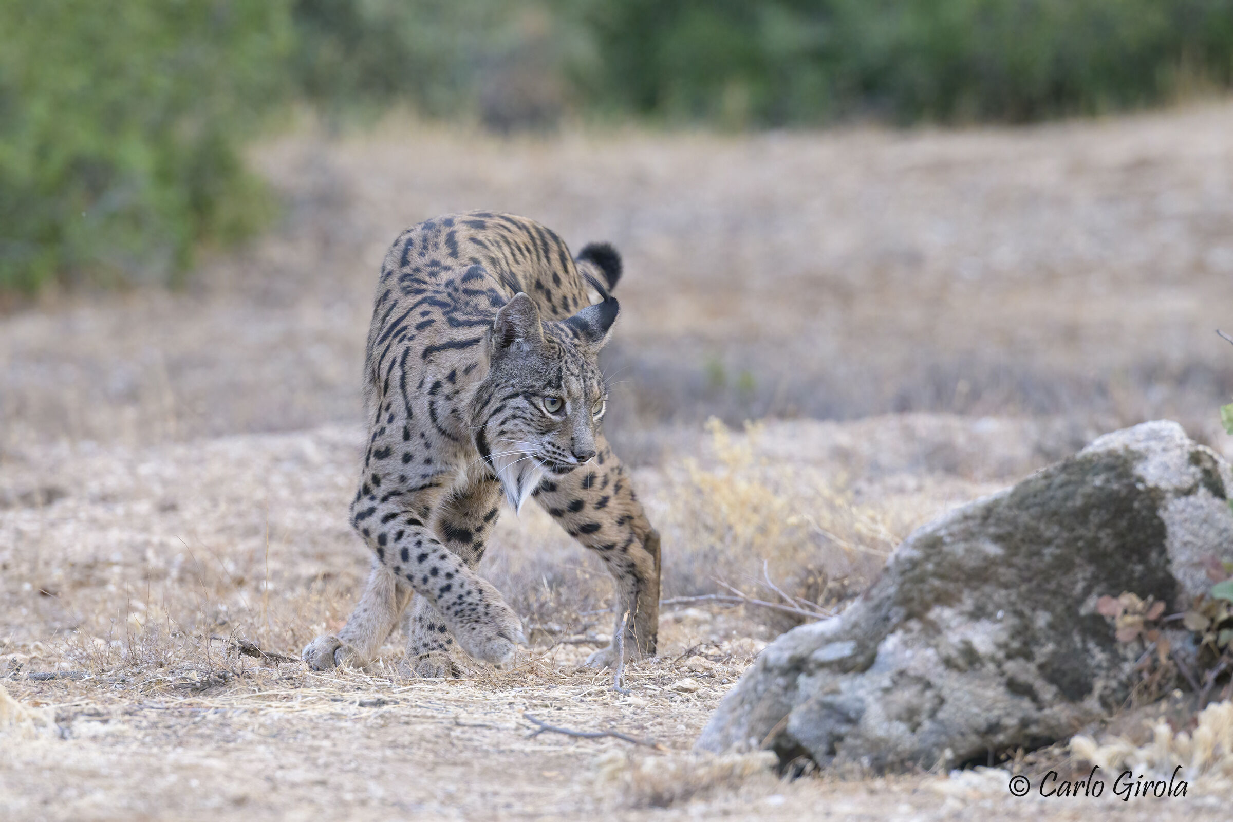 Lince pardina (Lynx pardinus), maschio