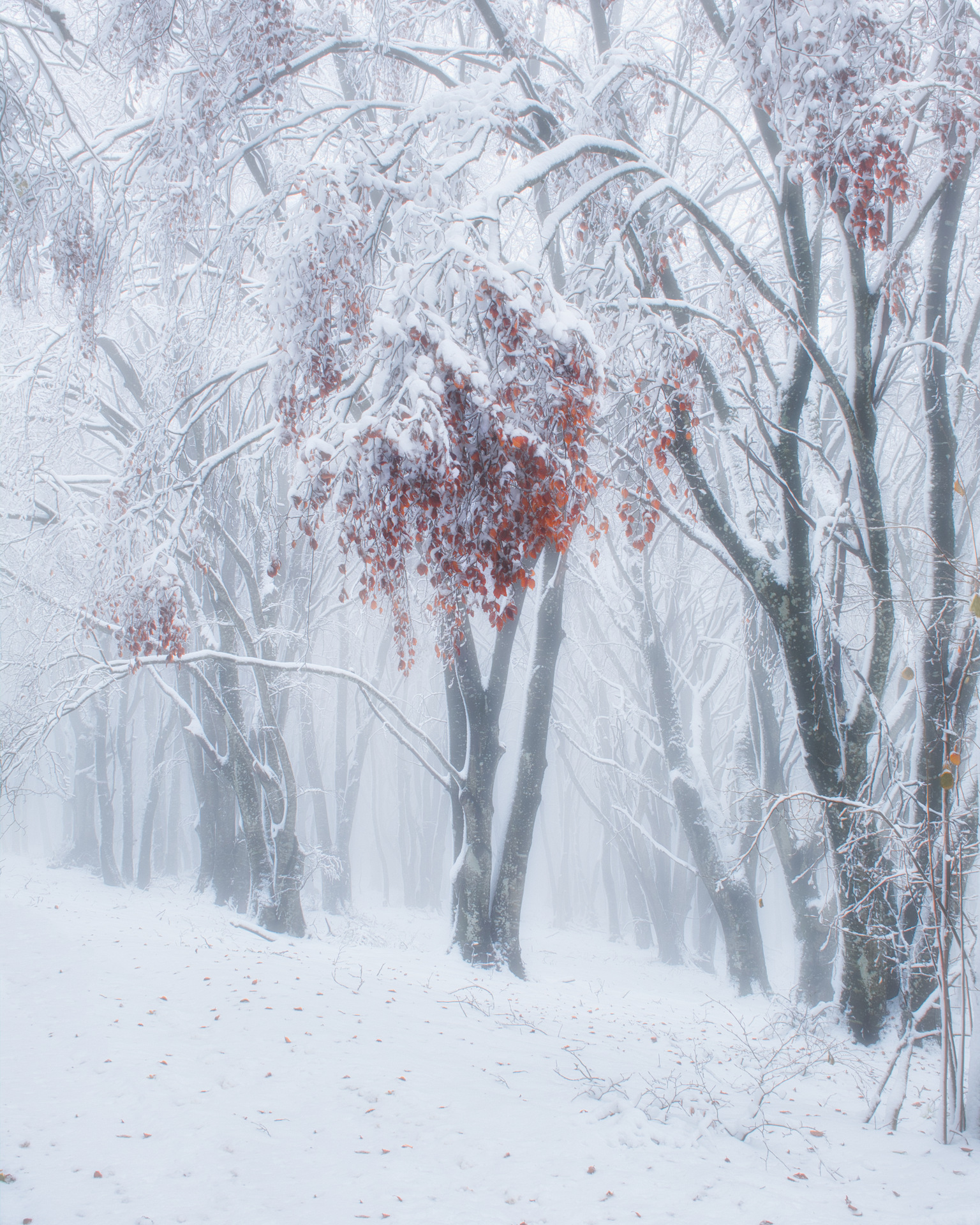 Canfaito - San Severino Marche (MC)