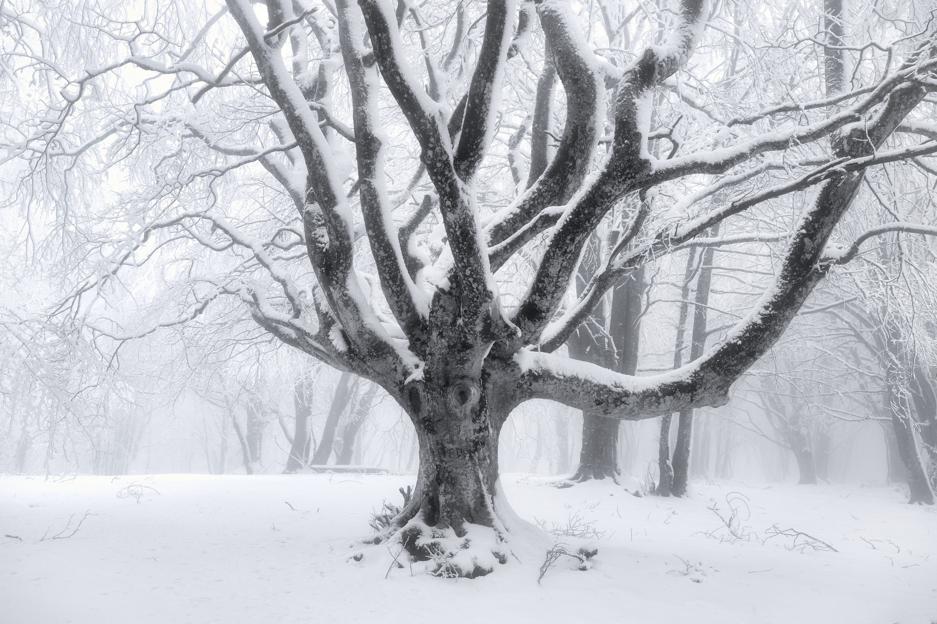 Canfaito - San Severino Marche (MC)